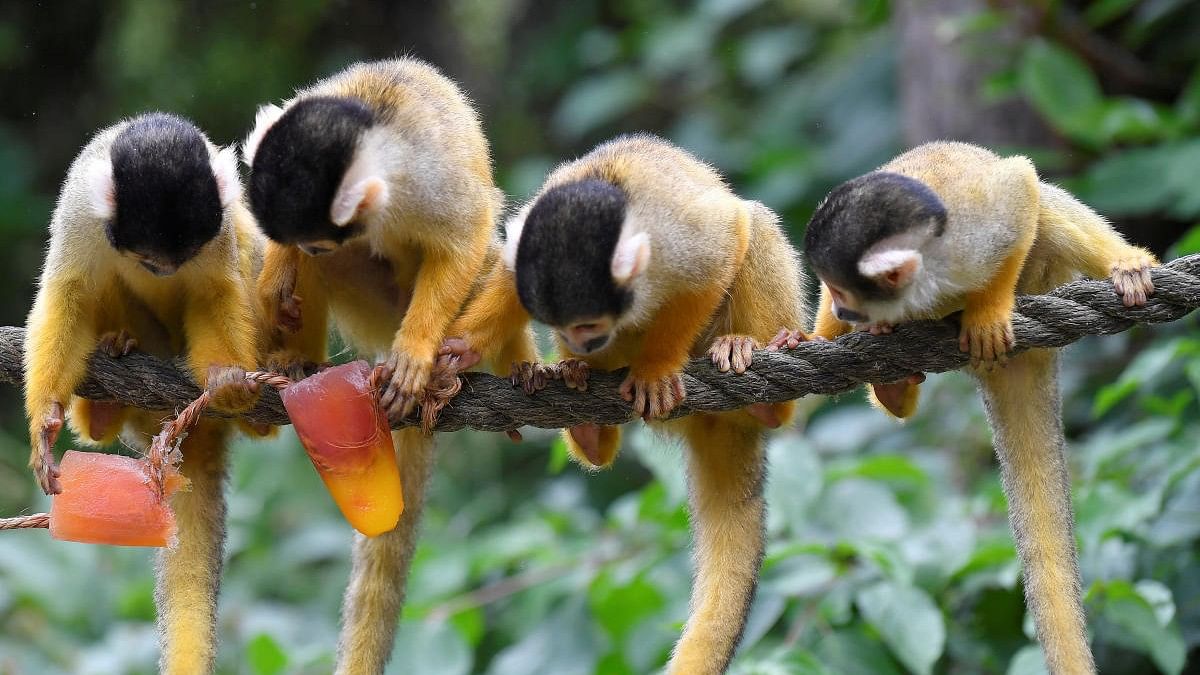 <div class="paragraphs"><p>Representative image of monkeys.&nbsp;</p></div>