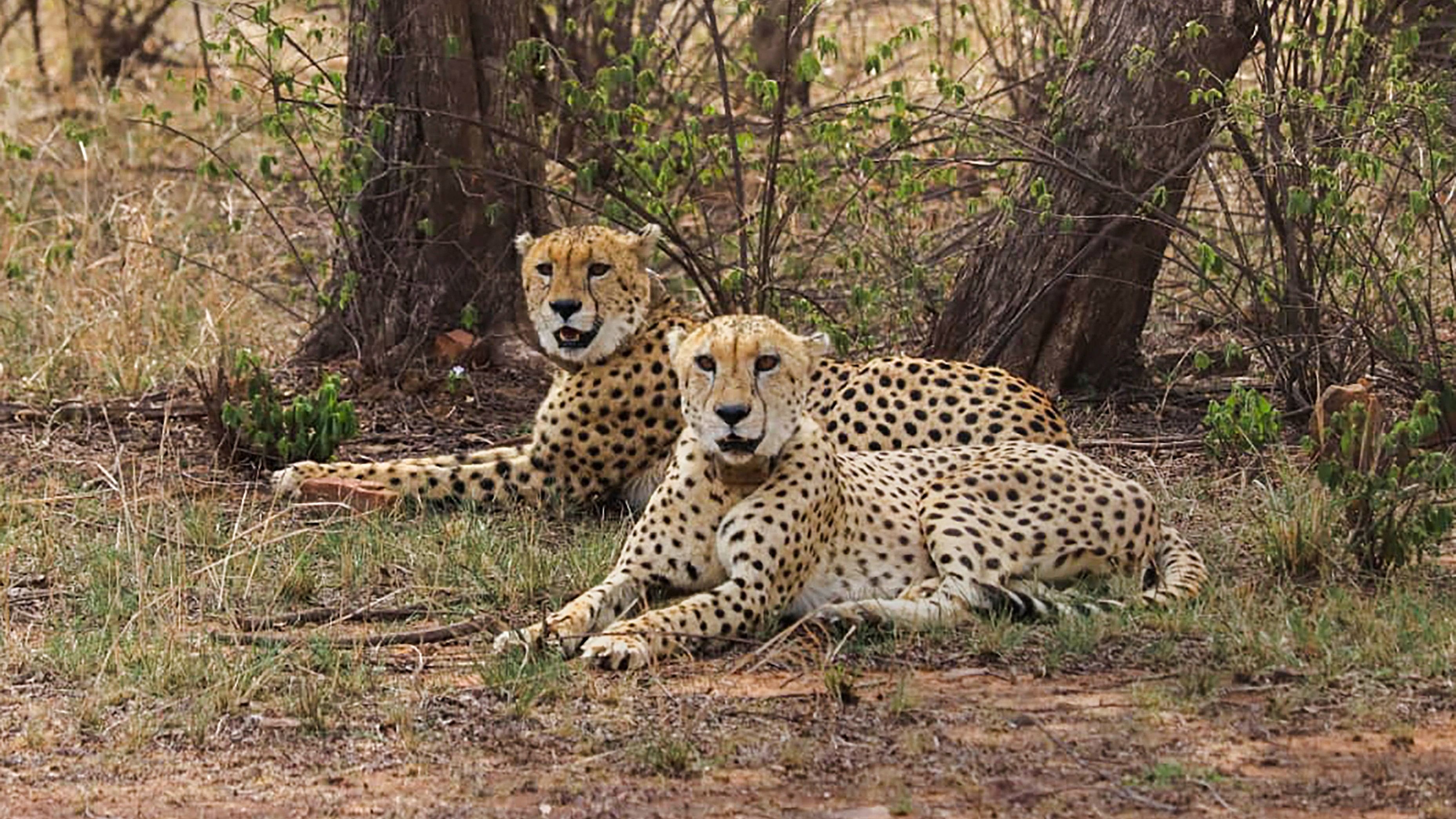 <div class="paragraphs"><p>A coalition of two male cheetahs, Vayu and Agni at the Kuno National Park.</p></div>