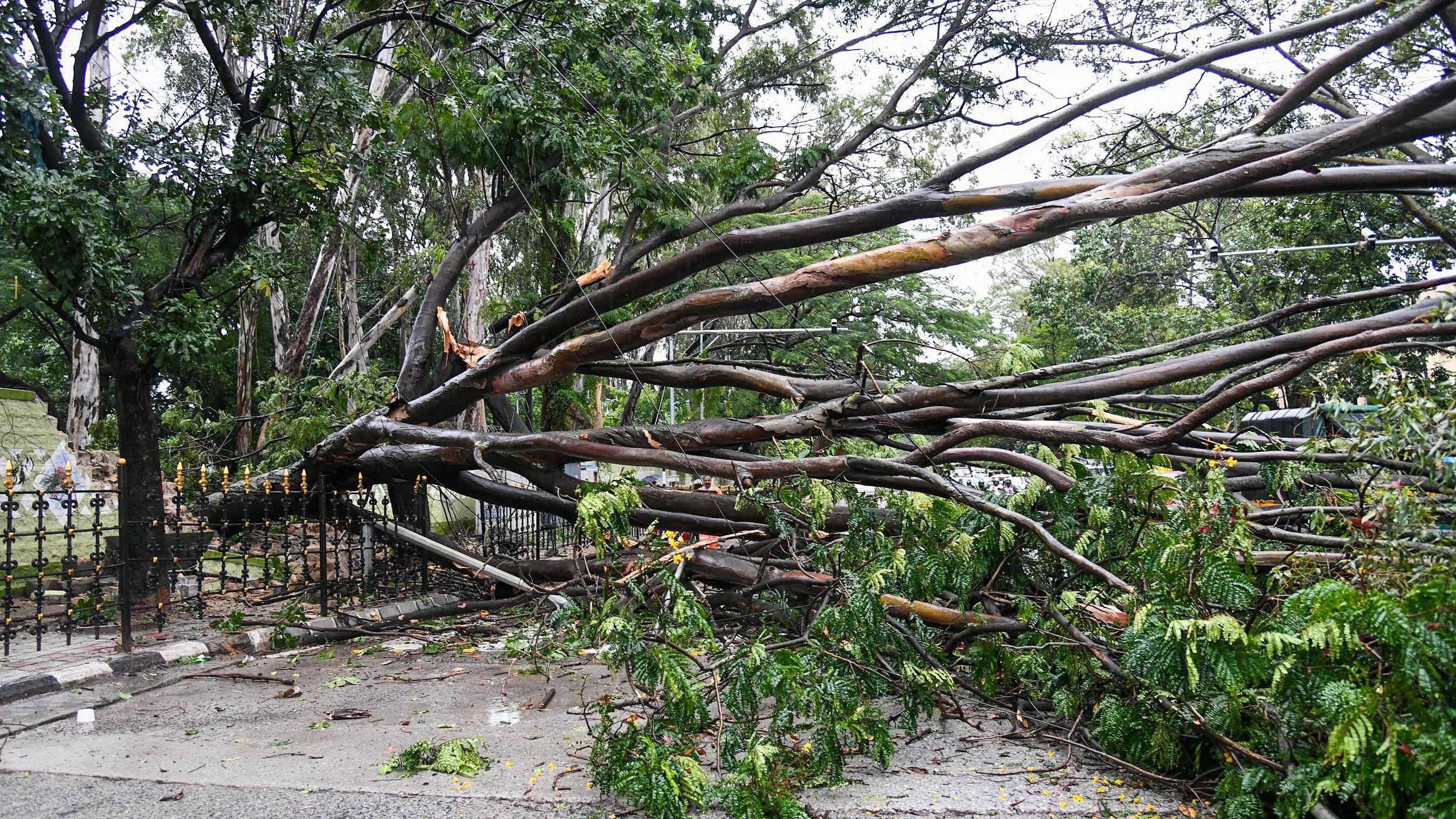 <div class="paragraphs"><p>Tree fall due to rain and wind on Kanakanapalya Road near RV Teachers' College on Tuesday. </p></div>