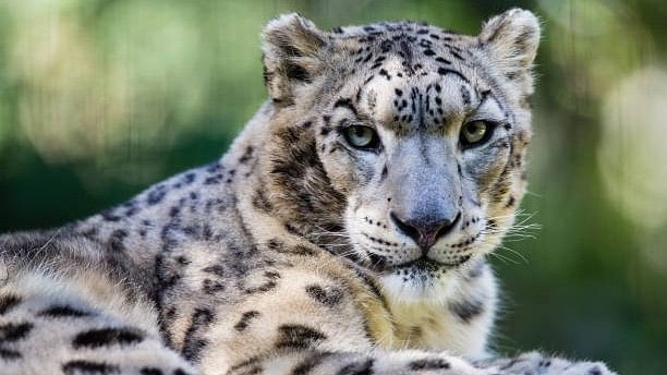 <div class="paragraphs"><p>A snow leopard. (Image for representation)</p></div>