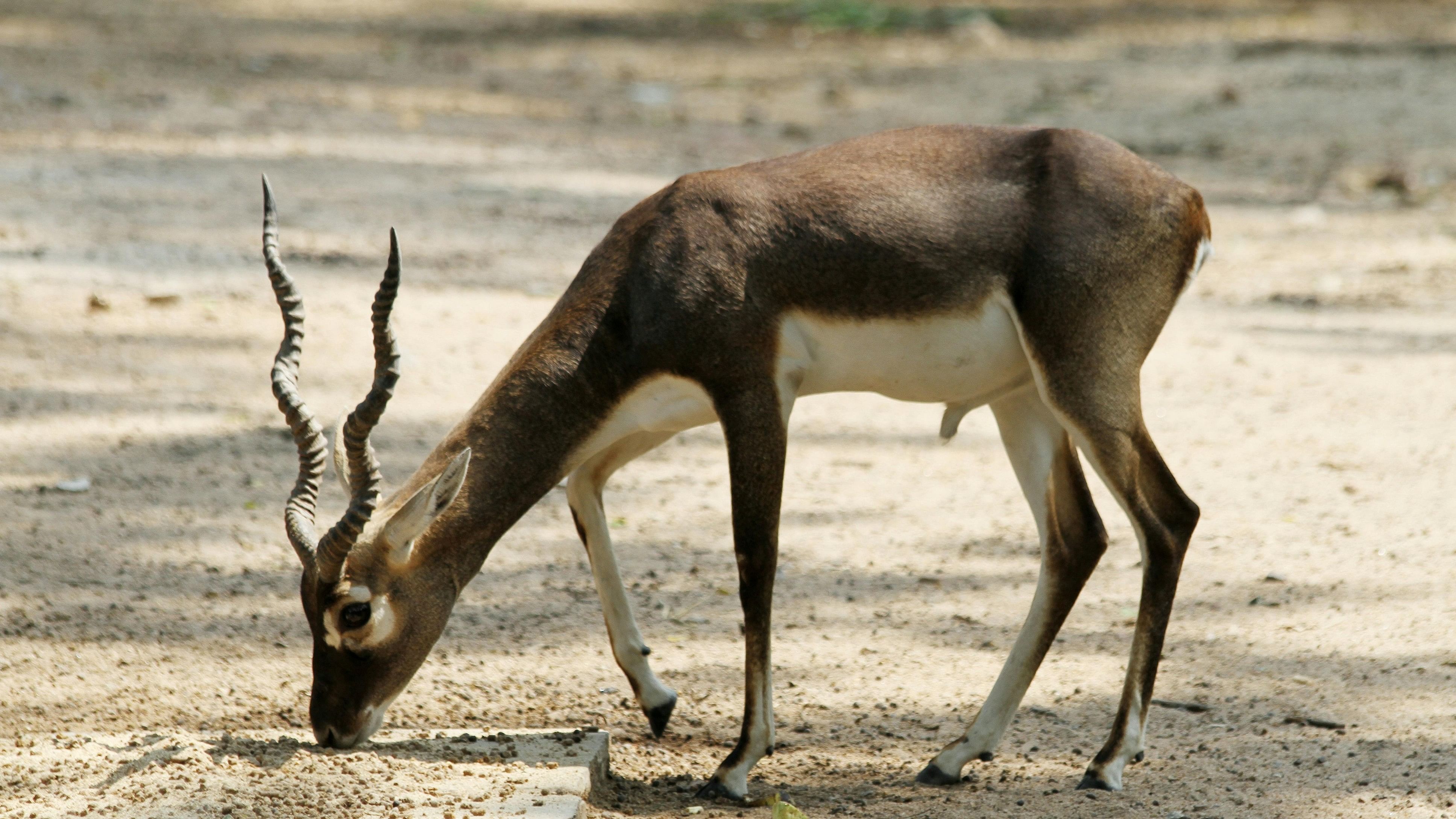 <div class="paragraphs"><p>Representative image showing a blackbuck</p></div>