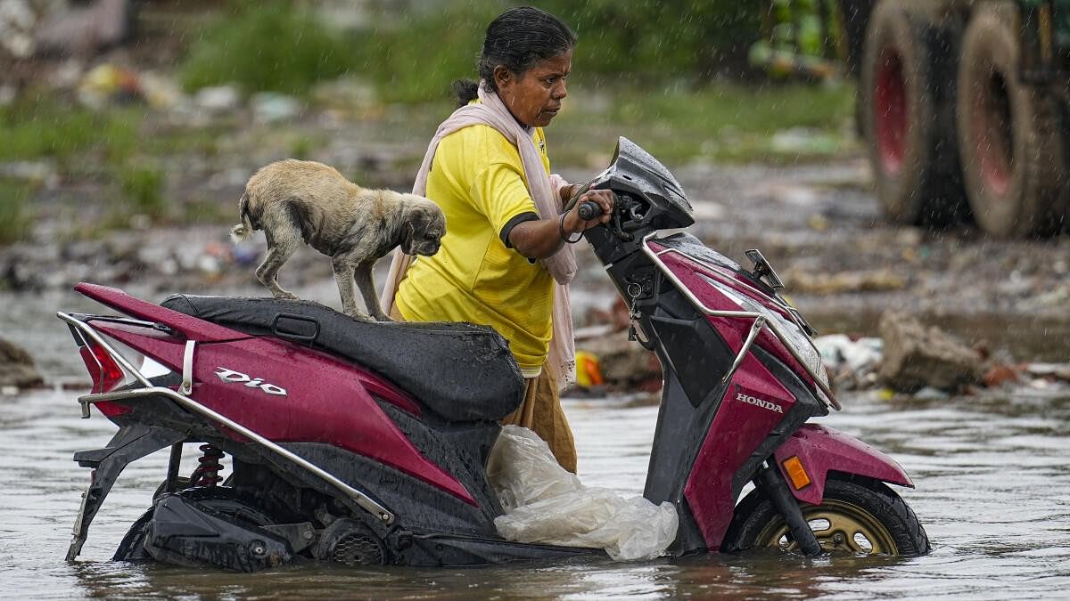 <div class="paragraphs"><p>A woman drags a scooty with a puppy sitting on it on a waterlogged road amid rains, in Chennai.</p></div>