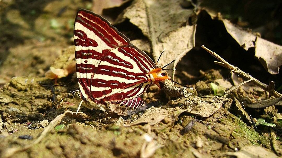 <div class="paragraphs"><p>Large Long-banded Silverline, Spindasis seliga (lone record for the country from Kaziranga). </p></div><div class="paragraphs"><p><br></p></div>