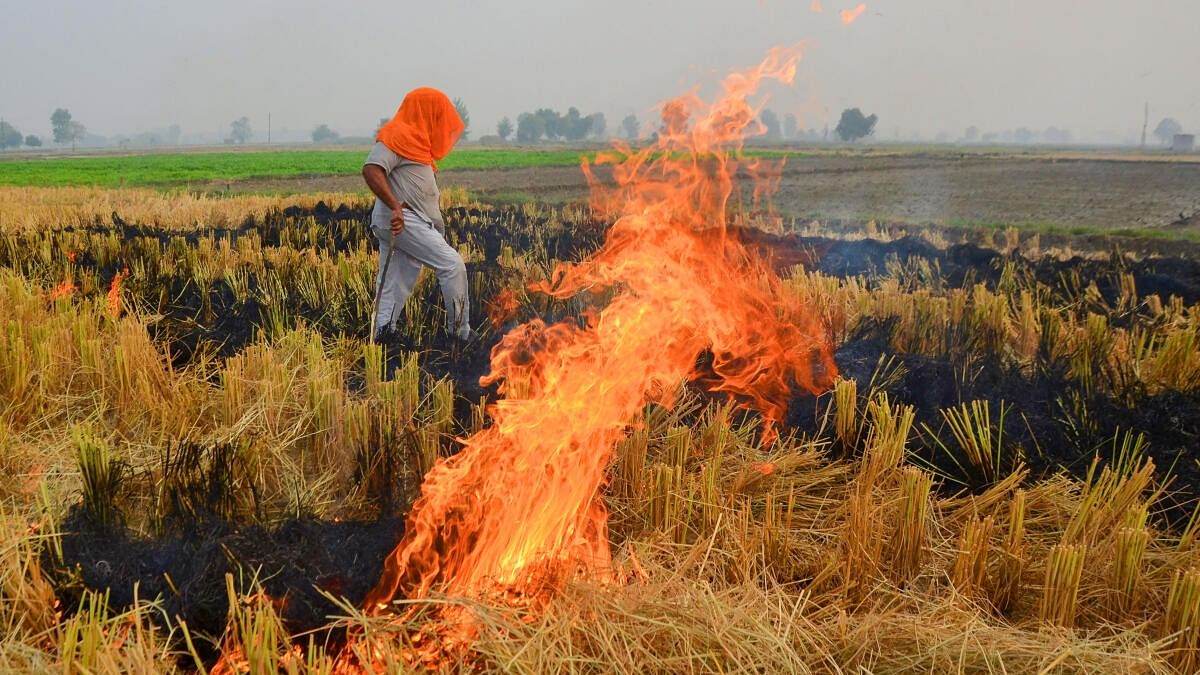 <div class="paragraphs"><p>A farmer burns stubble in a paddy field on the outskirts of Amritsar.</p></div>