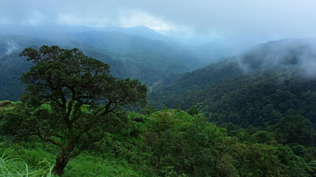 <div class="paragraphs"><p>The order said the deputy conservator of forests, Vijayapura had proposed the biodiversity heritage site based on four criteria: ecological features, fragile ecosystem, cultural significance and community support.&nbsp;</p></div>