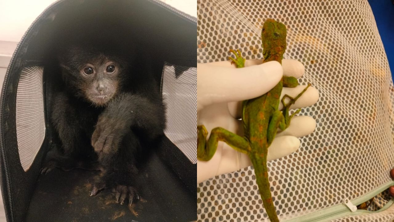 <div class="paragraphs"><p>From left: Saiamang Gibbon,&nbsp;Green Iguana </p></div>