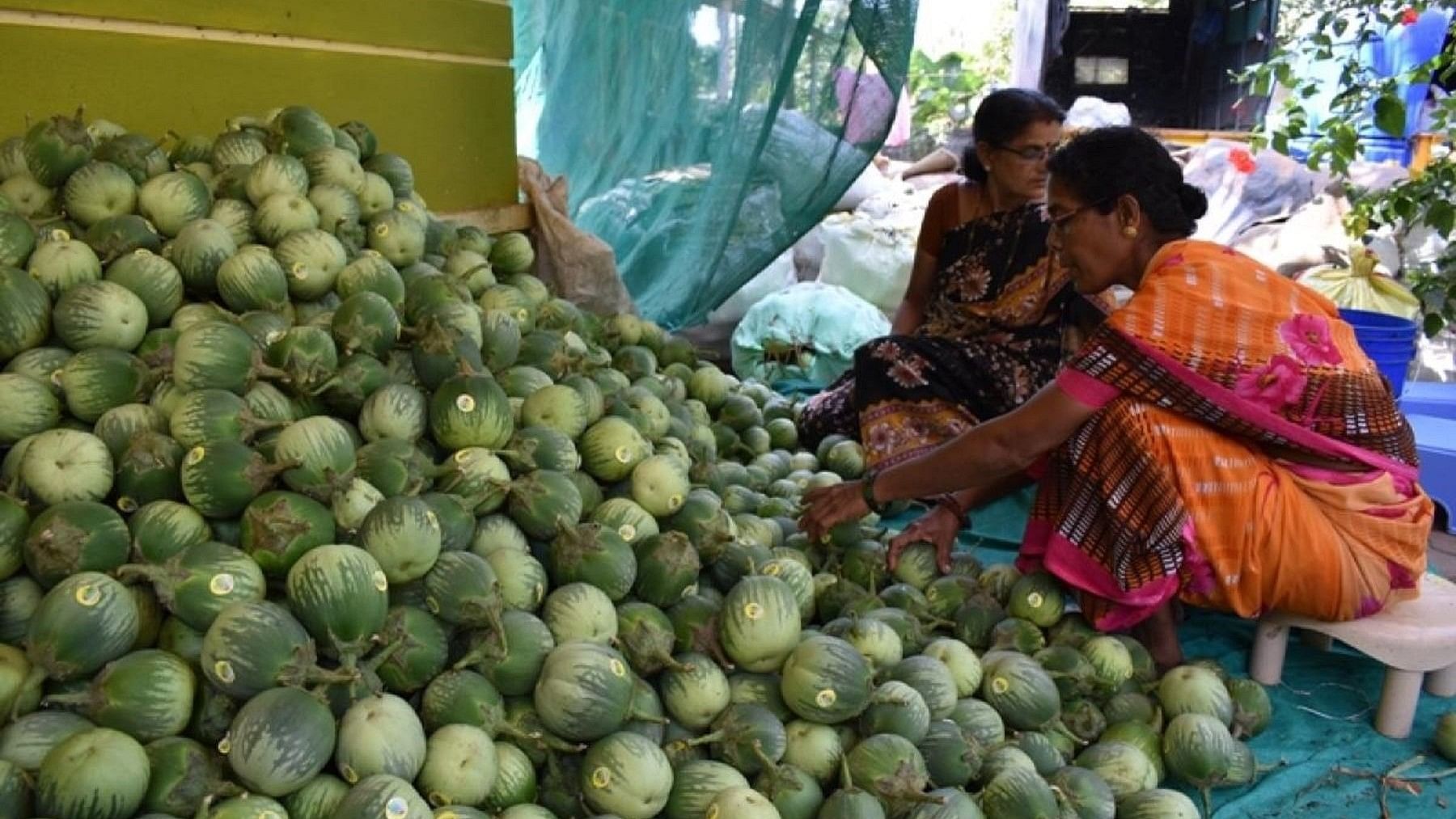 <div class="paragraphs"><p>The ‘Mattu gulla’ variety of brinjal, which now has a GI tag. </p></div>