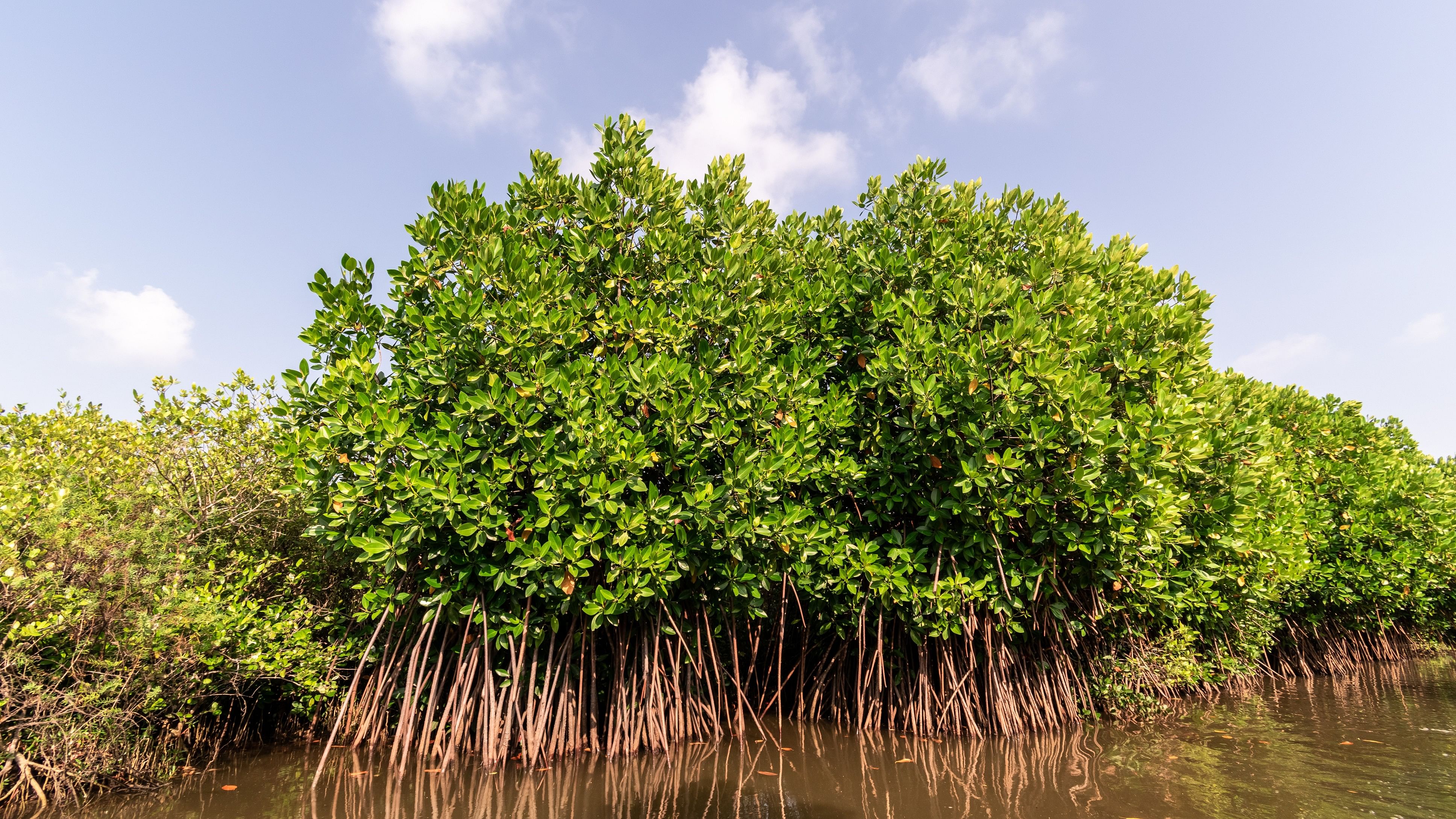 <div class="paragraphs"><p>File photograph of mangrove forests in Pichavaram used for representational purposes only</p></div>