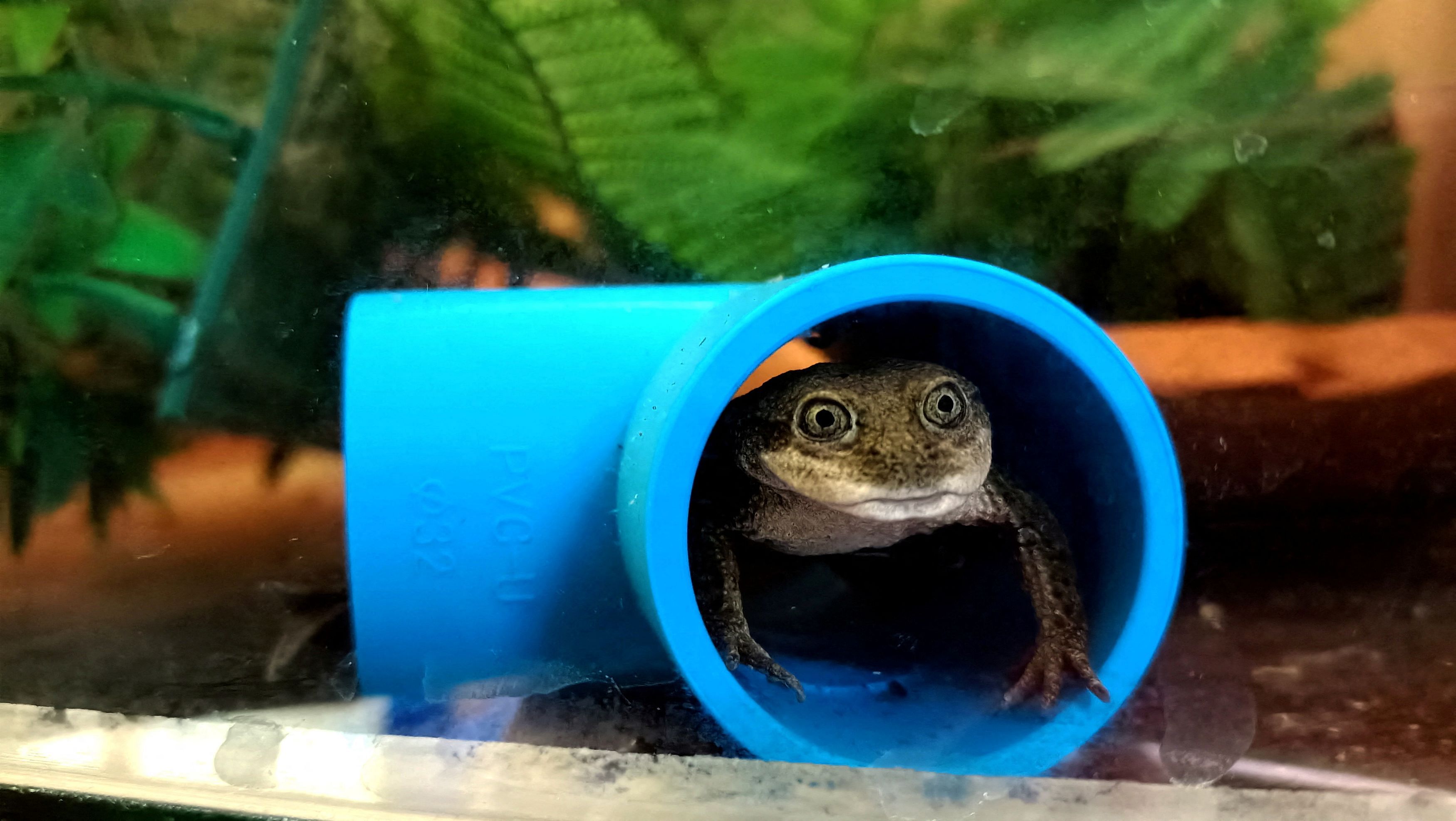 <div class="paragraphs"><p>An endangered frog known as 'Rana del Loa' is seen inside a quarantine enclosure at the National Zoo, in Santiago, Chile.</p></div>