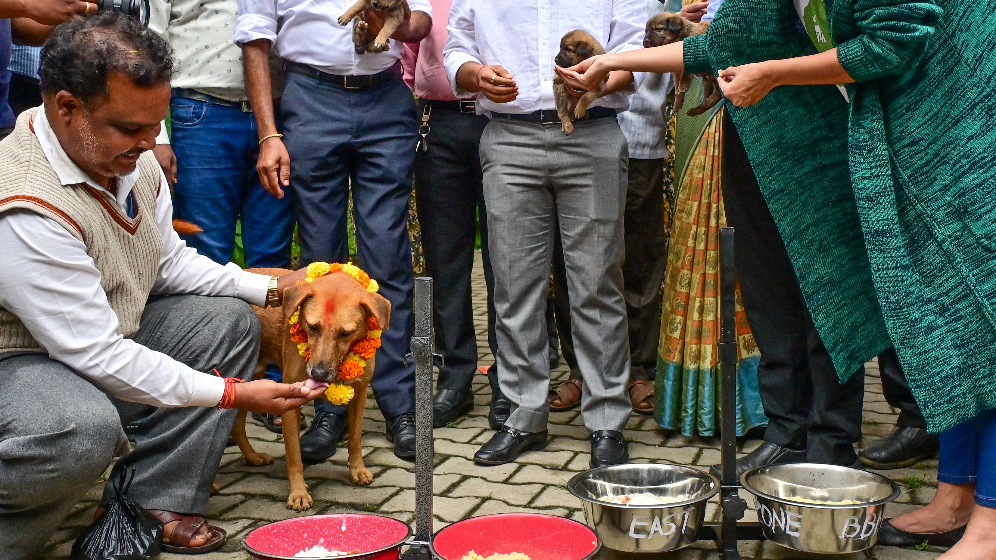 <div class="paragraphs"><p>BBMP's Suralkar Vikas Kishore and other civic staff feed dogs as part of the ‘Festival of Dogs’ on Thursday.</p></div>