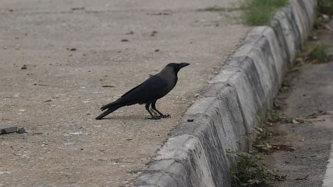 <div class="paragraphs"><p>The&nbsp;crows&nbsp;have dramatically reduced the populations of&nbsp;birds&nbsp;native&nbsp;to Kenya, said Kirao Lennox, research scientist at conservation group A Rocha Kenya.</p></div>