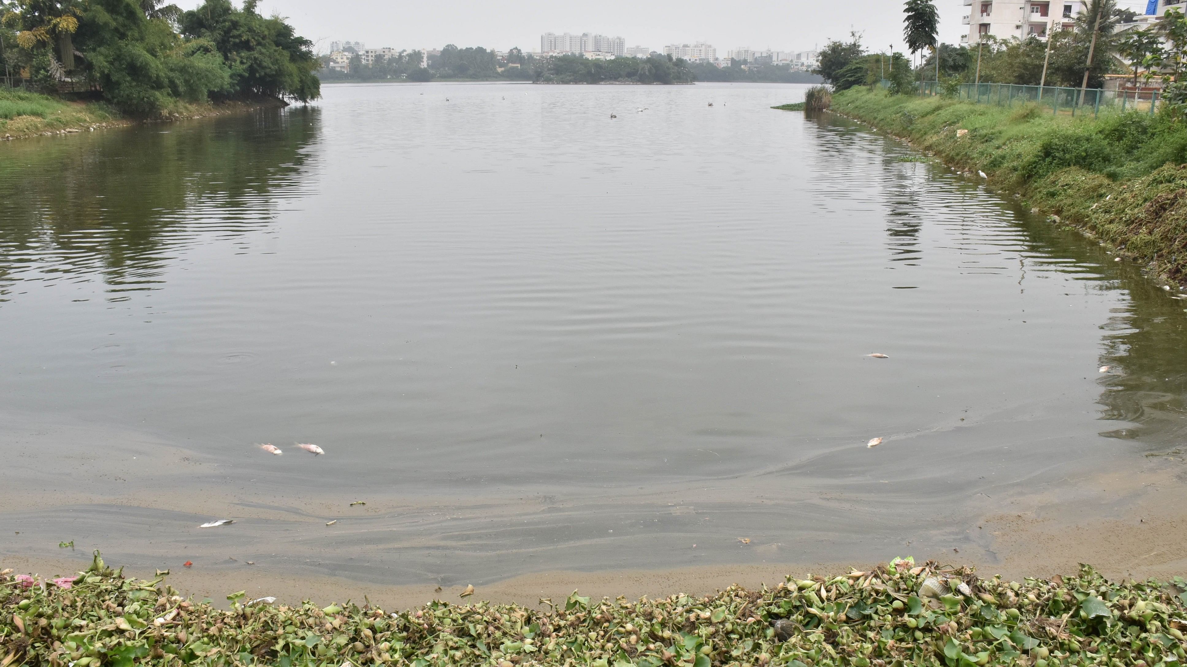 A view of Rachenahalli Lake. DH FILE PHOTO 