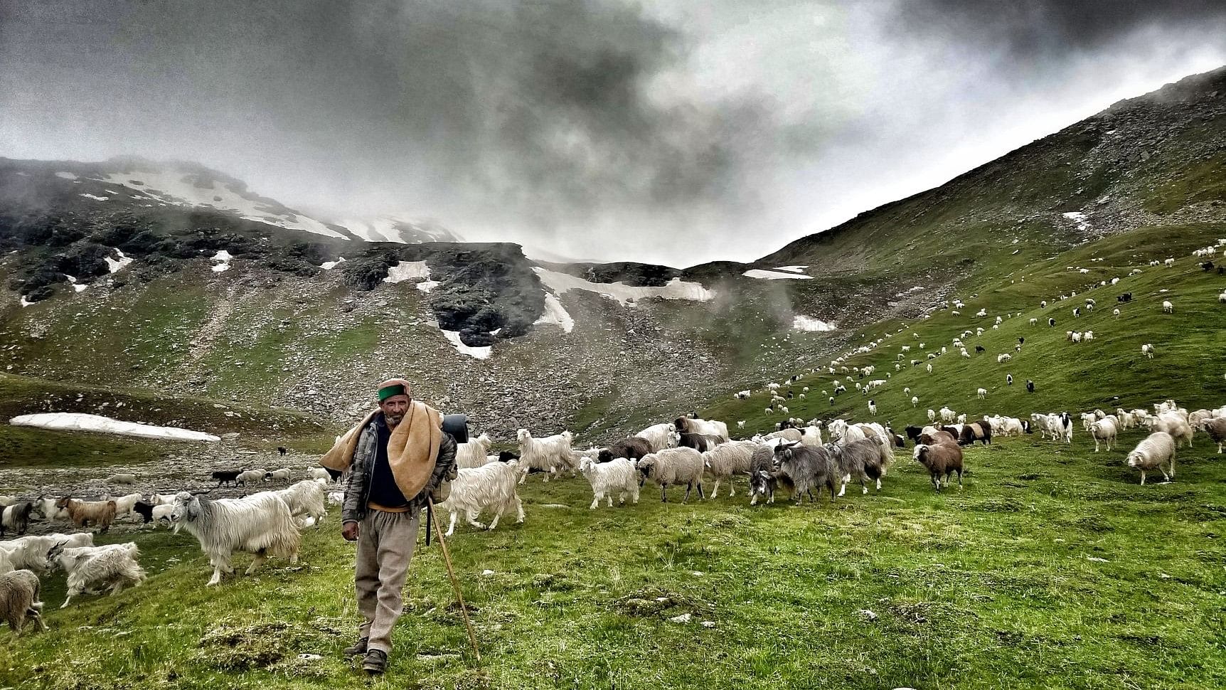 <div class="paragraphs"><p>A shepherd grazing his flock at 14, 650 ft on Uttarakhand-Himachal Pradesh border.</p></div>