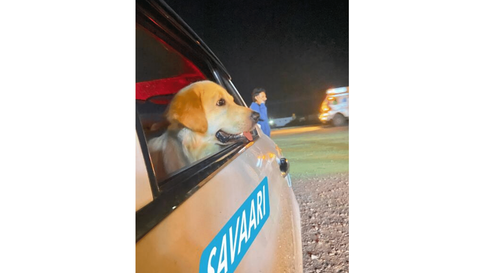 <div class="paragraphs"><p>A&nbsp; dog travelling in a taxi.&nbsp;</p></div>