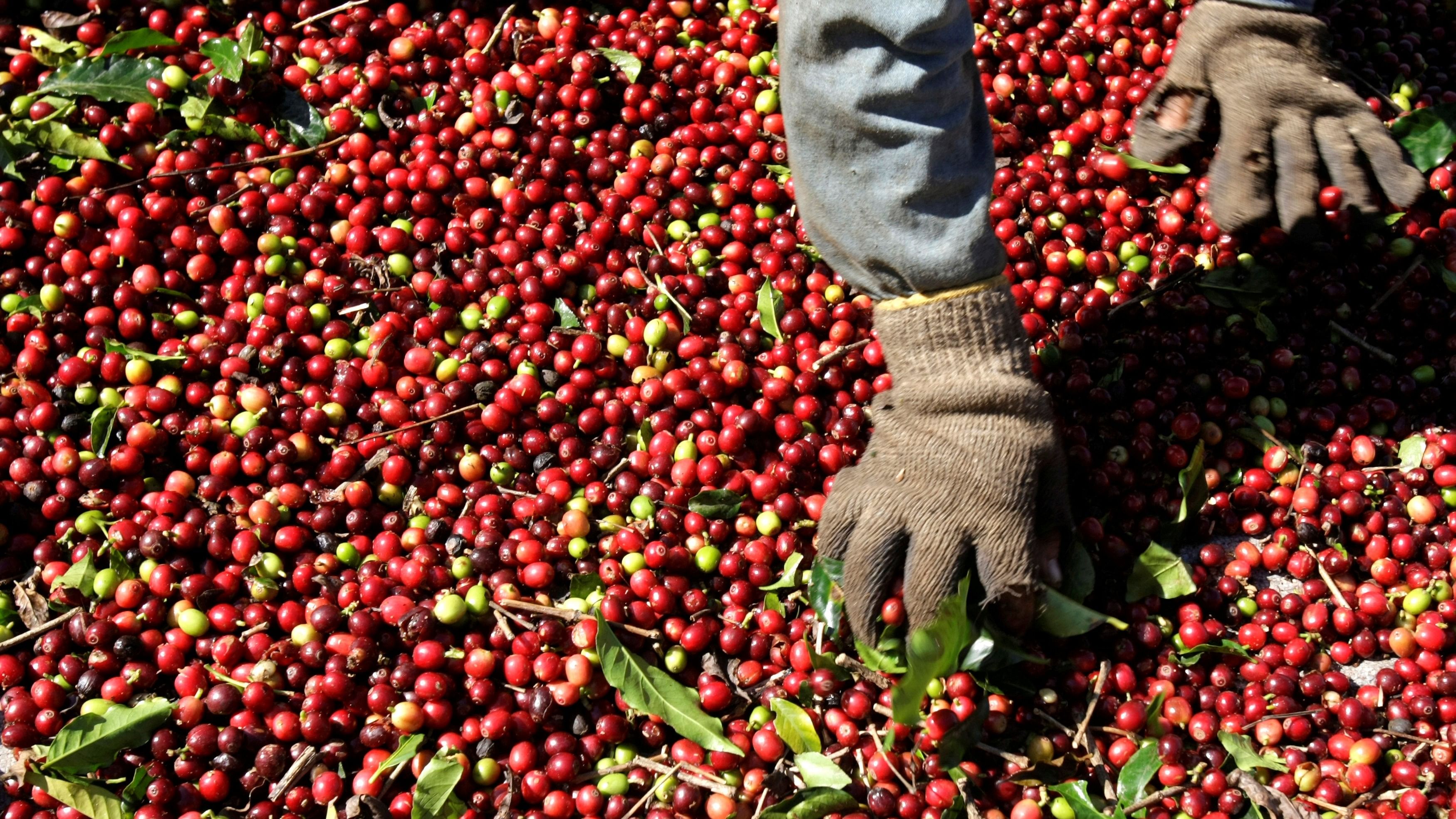 <div class="paragraphs"><p>A worker selects arabica coffee beans at Conquista farm in Alfenas in the southern Brazilian city of Minas Gerais.</p></div>