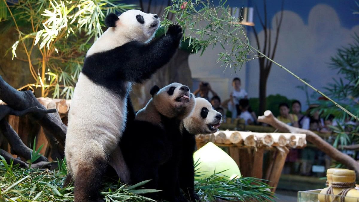 <div class="paragraphs"><p>The world's only giant panda triplets Meng Meng, Shuai Shuai and Ku Ku  at Chimelong Safari Park in Guangzhou, China. Representative image.</p></div>