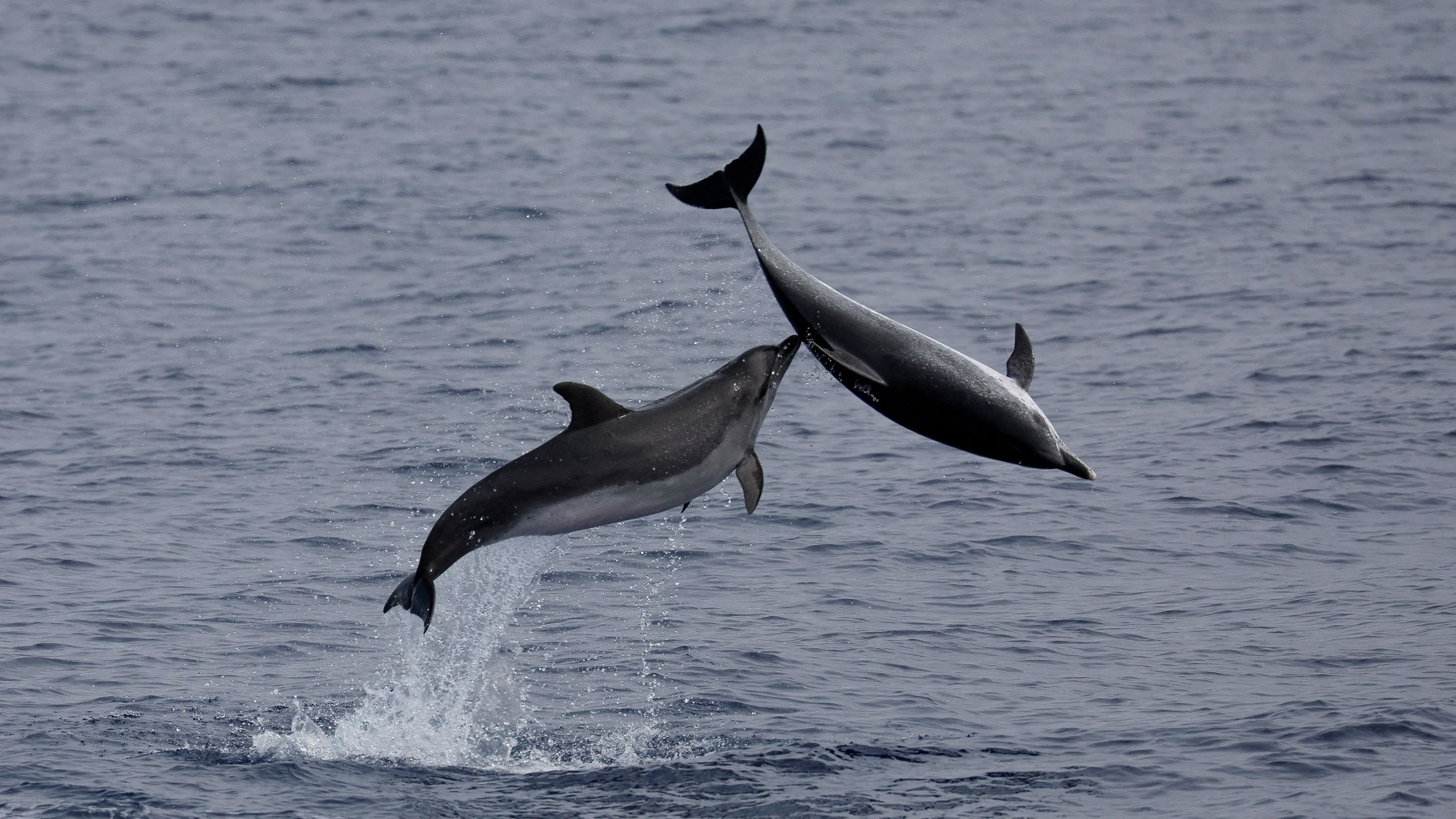 <div class="paragraphs"><p>Atlantic spotted dolphins leap out of the water off Ponta Delgada on Sao Miguel Island in the Azores archipelago, Portugal July 3, 2024.</p></div>