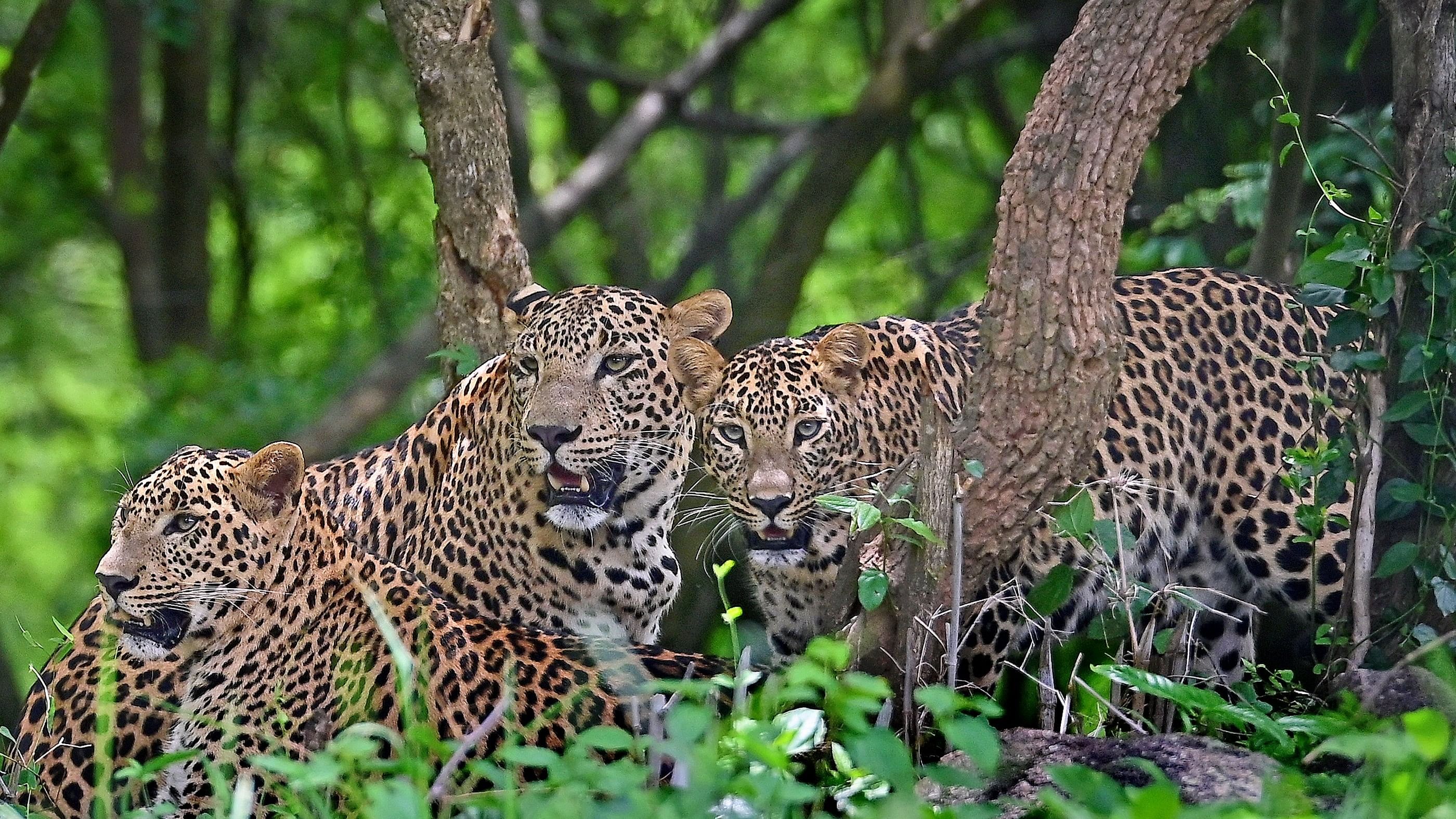 In north K'taka, leopards have new home: Sugarcane, maize fields