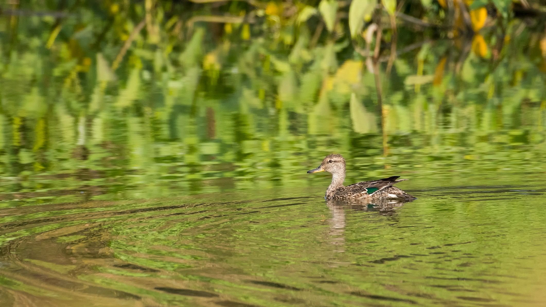 <div class="paragraphs"><p>Representative image showing a pond in Thane</p></div>