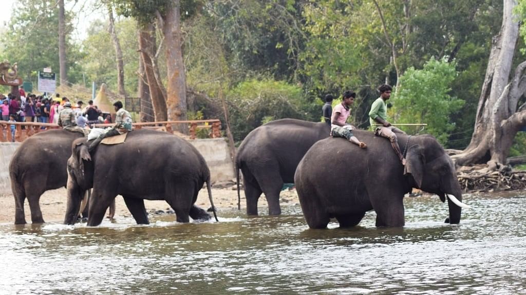 <div class="paragraphs"><p>The new camp in Chikkamagaluru district will eliminate the need to bring trained jumbos from distant camps (like Dubare, shown in the picture above) to help catch wild elephants.&nbsp;&nbsp;</p></div>