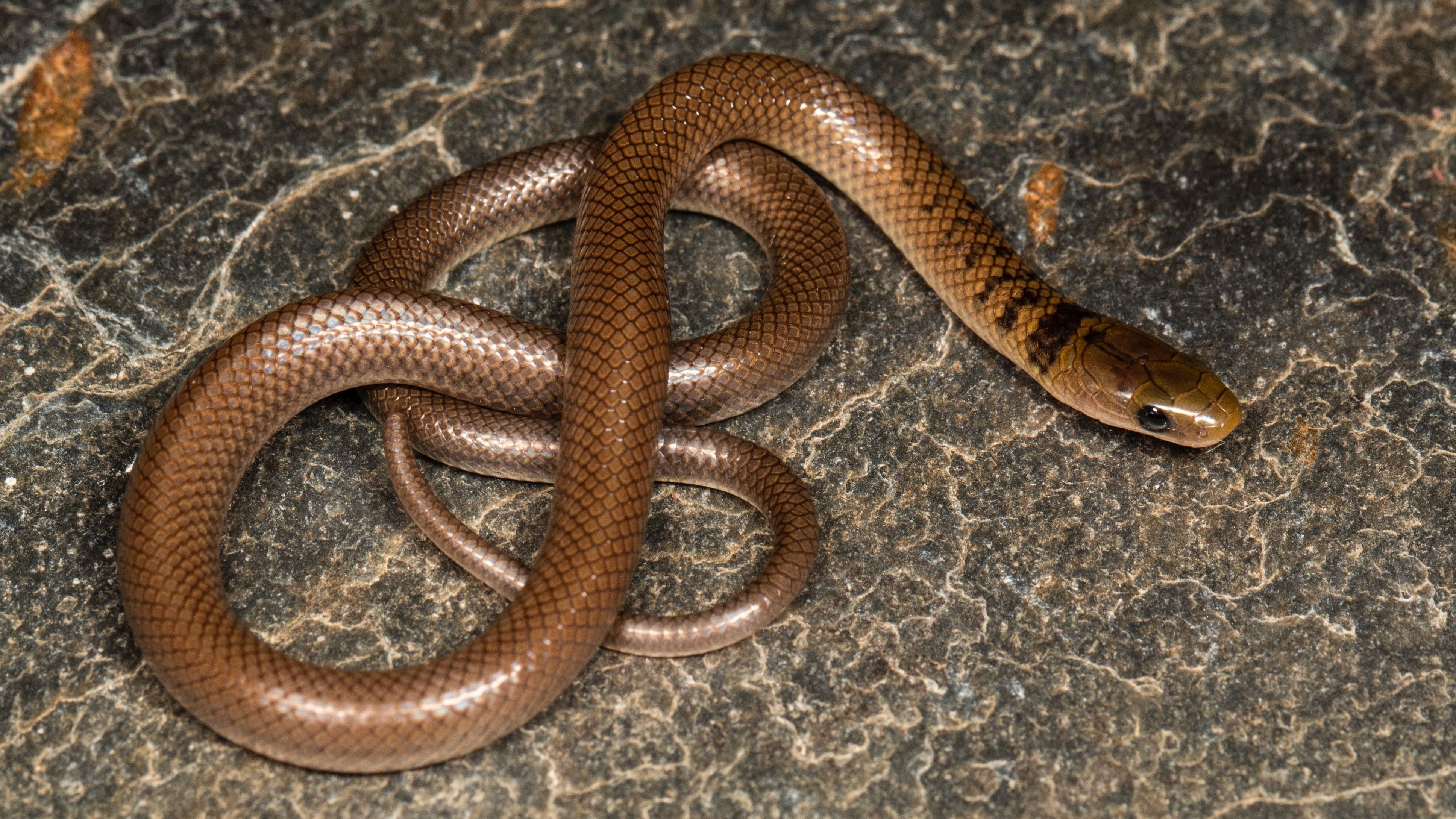 <div class="paragraphs"><p>Anguiculus dicaprioi or DiCaprio’s Himalayan snake.</p></div>