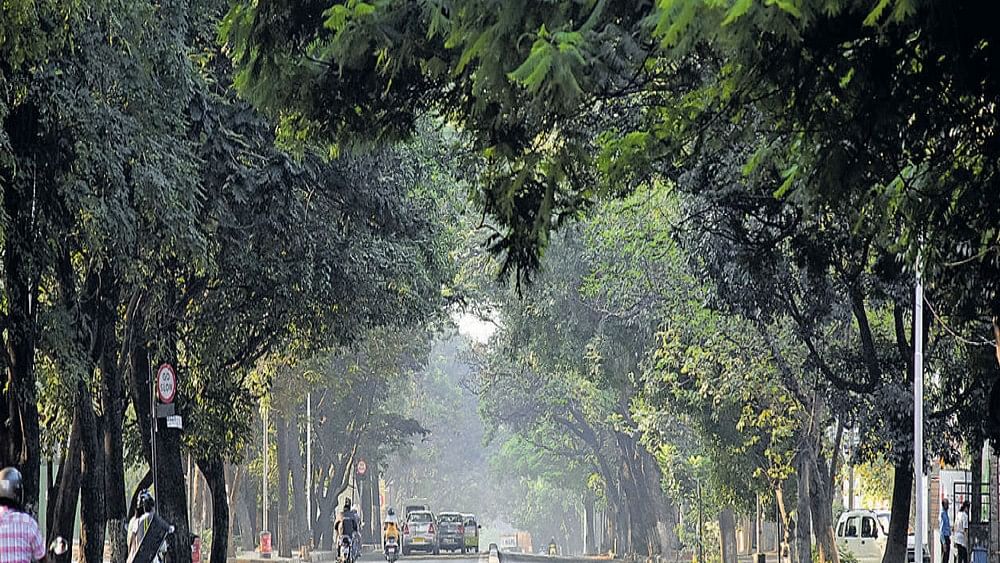 <div class="paragraphs"><p>Tree-lined street. Representative image.</p></div>