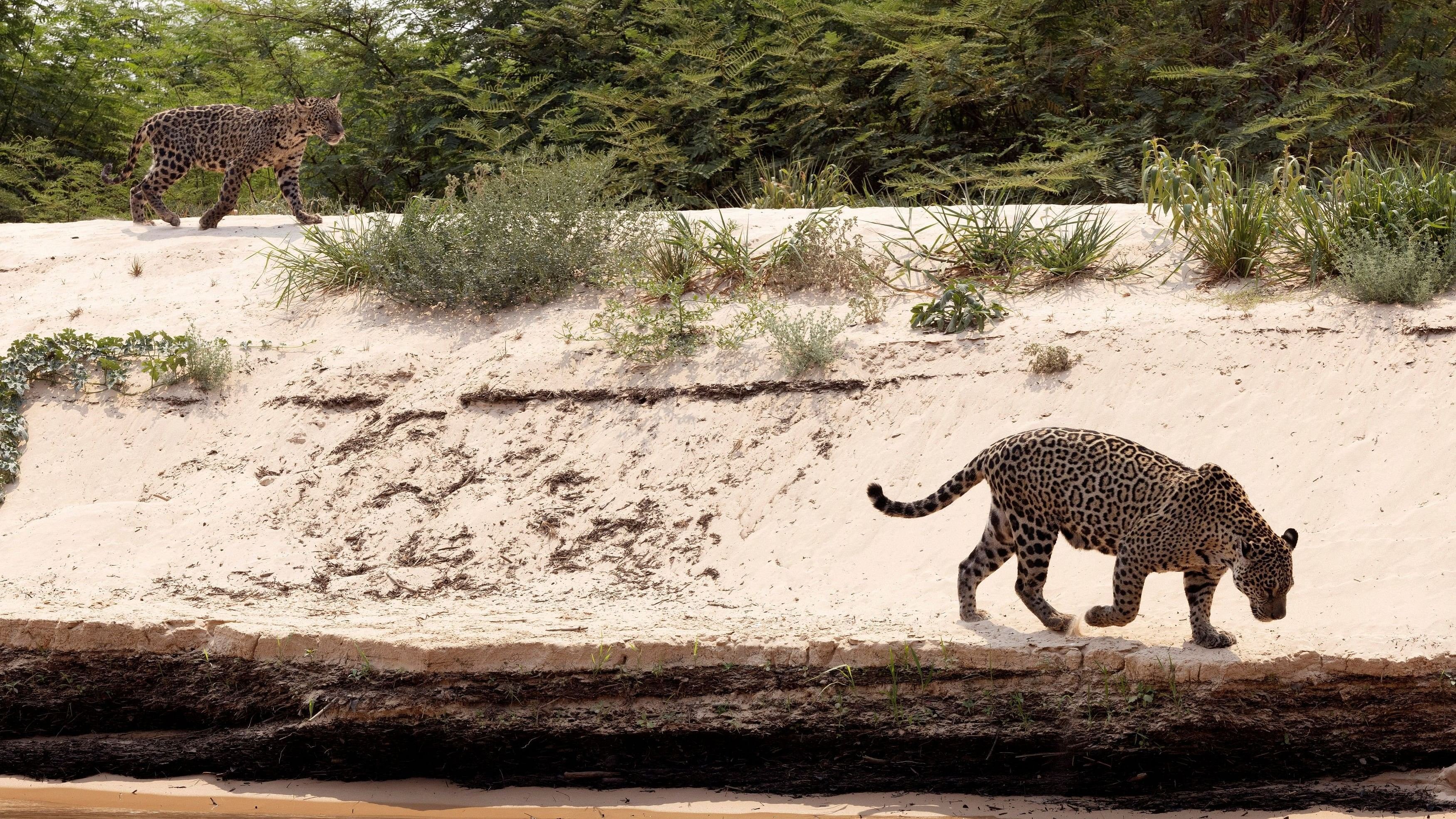 <div class="paragraphs"><p>A female jaguar named Medrosa, by NGO Jaguar ID, and her cub Pantaneiro walk at Encontro das Aguas State Park, in the Pantanal, the largest wetland in the world, in Pocone, Mato Grosso, Brazil, October 8, 2024. </p></div>