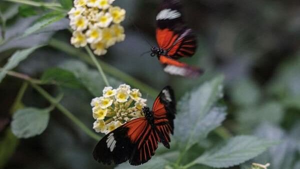 <div class="paragraphs"><p>Butterflies suck nectar from flowers at the Attica Zoological Park, near Athens, Greece, October 16, 2024. </p></div>