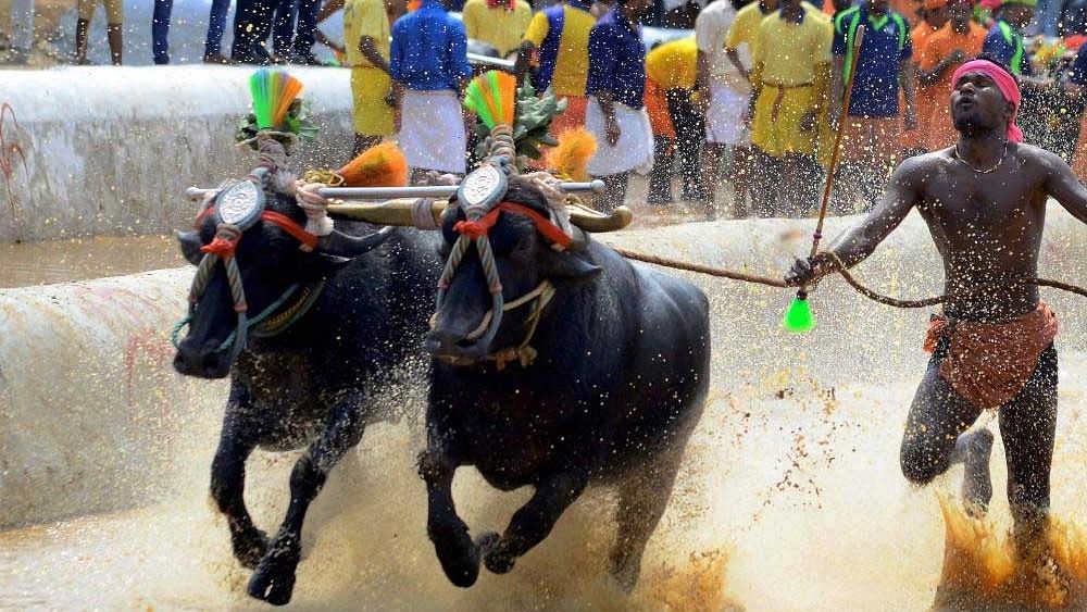 <div class="paragraphs"><p>Representative image of the Kambala festival.&nbsp;</p></div>