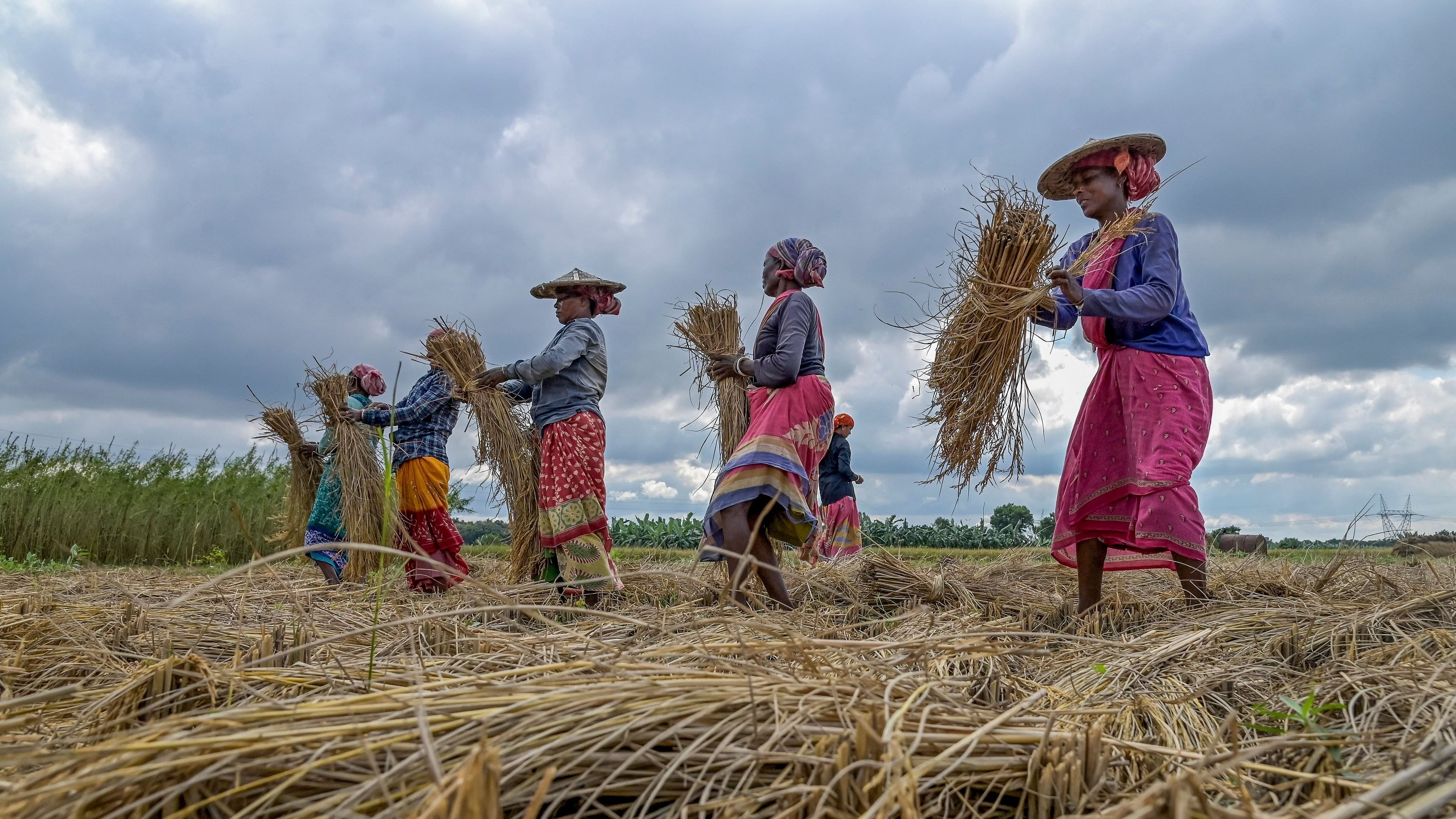 <div class="paragraphs"><p>Labourers harvest paddy as clouds cover the skyline ahead of the landfall of Cyclone Dana.</p></div>