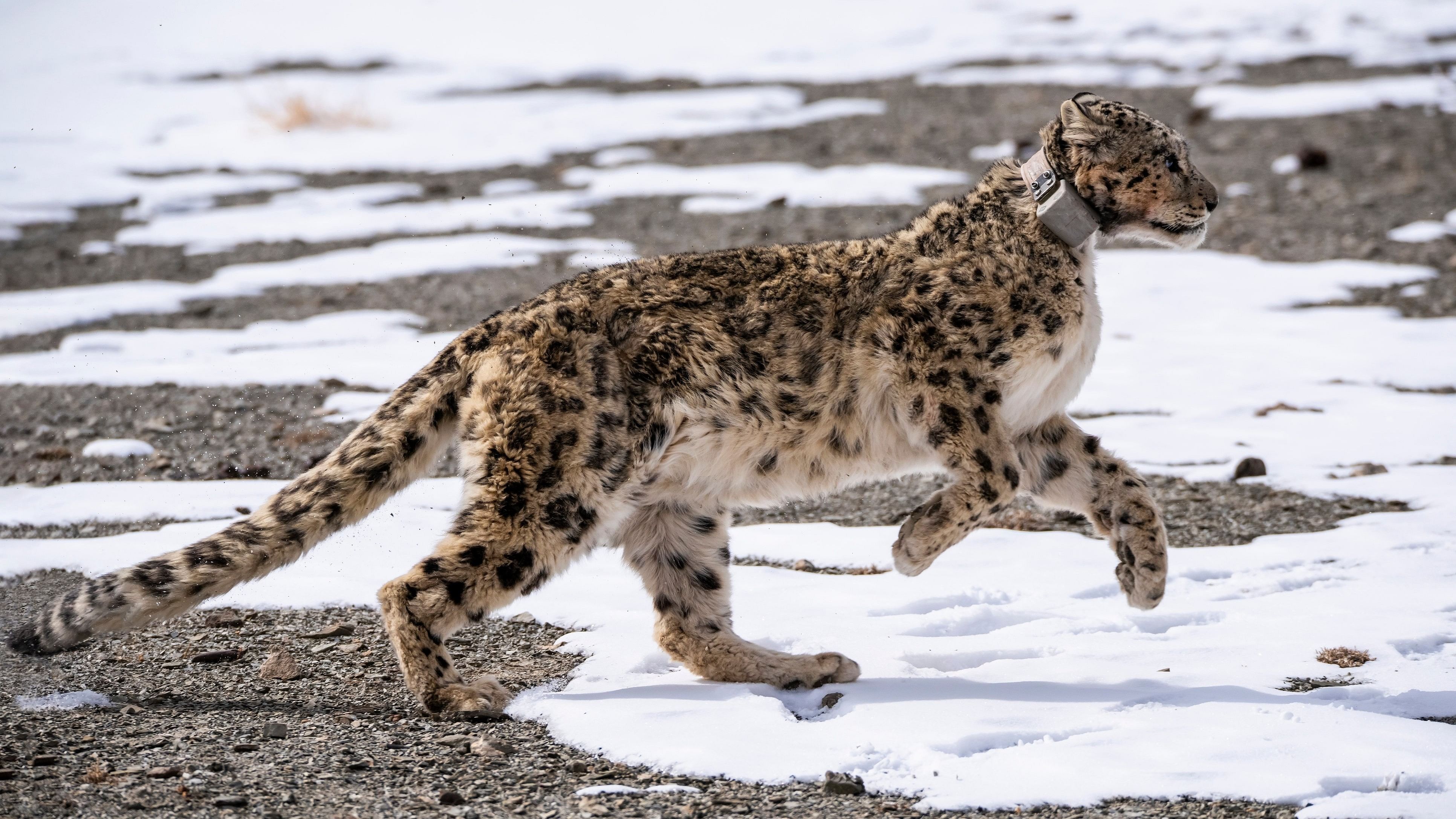 <div class="paragraphs"><p>Globally, the population of snow leopards is estimated to be between 4,500 and 6,000.</p></div>