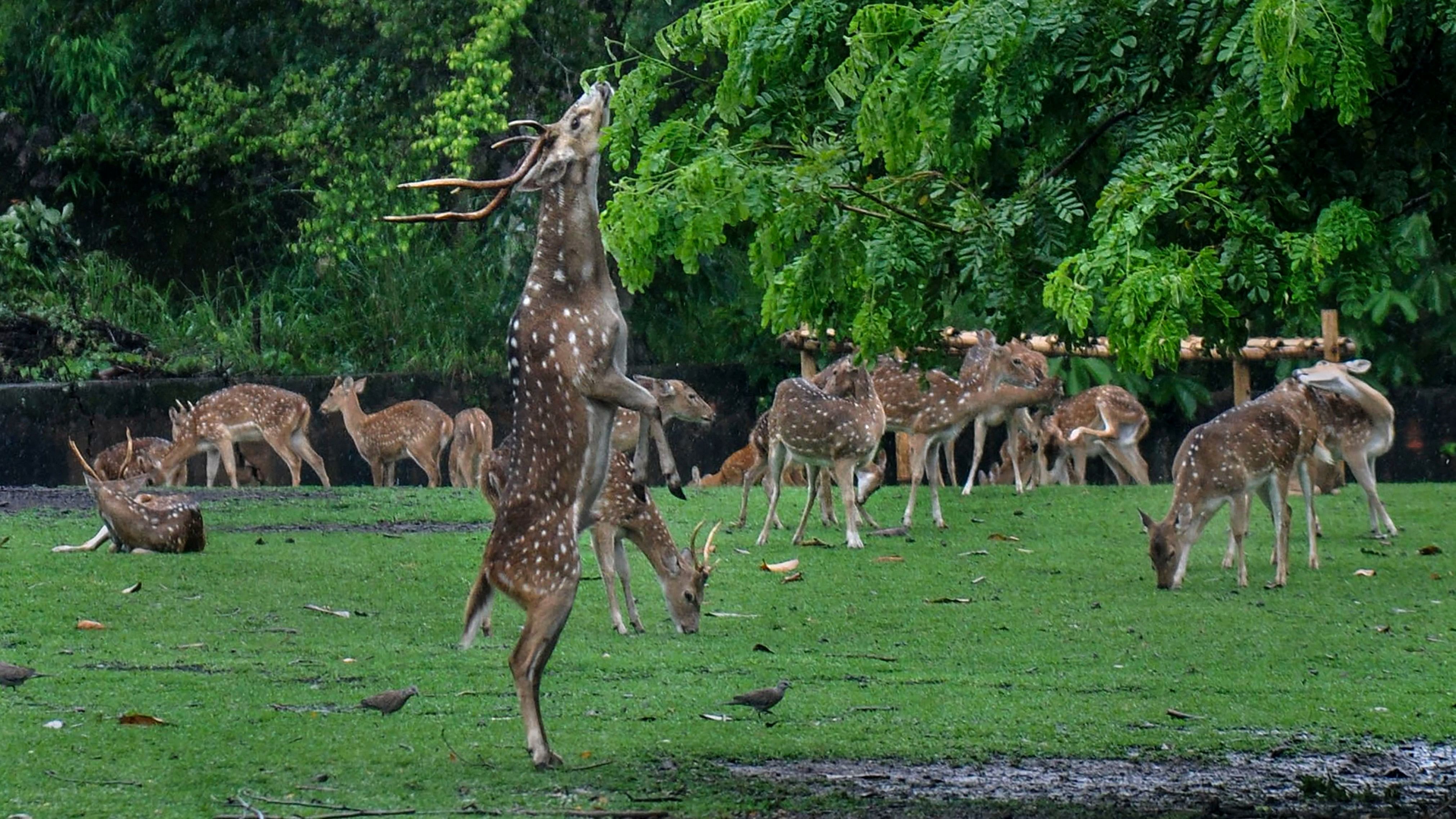 <div class="paragraphs"><p>A herd of spotted deer inside an enclosure (Representational image only)</p></div>