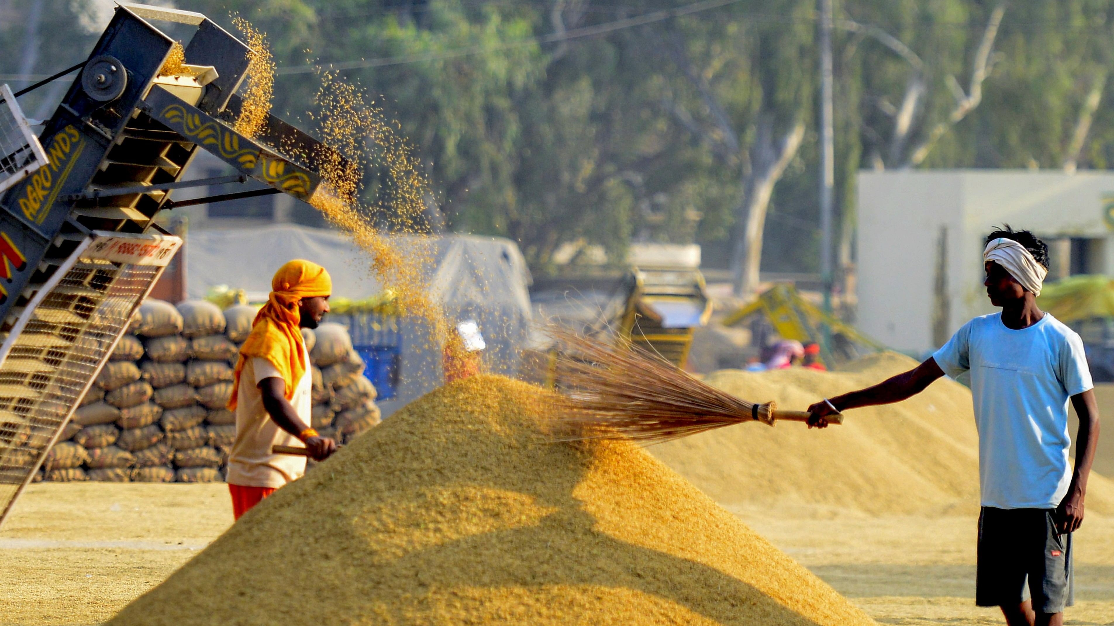 <div class="paragraphs"><p>Labourers work at paddy grain, at the Grain Market in Jalandhar.</p></div>