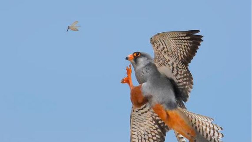 Amur falcons