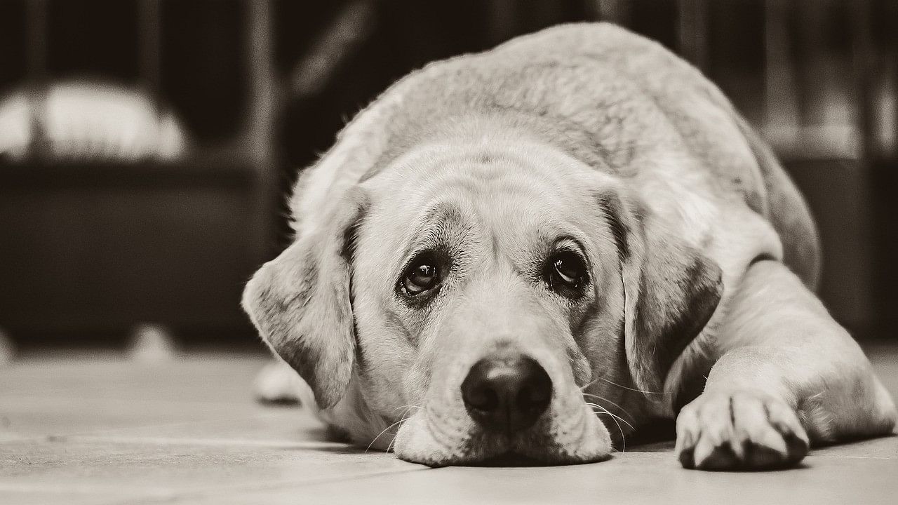 <div class="paragraphs"><p>On October 22, Prabhavati allegedly assaulted their pet Labrador with a stick. Later, her son Omkar hanged the canine from a tree.</p><p>(Representative image)</p></div>