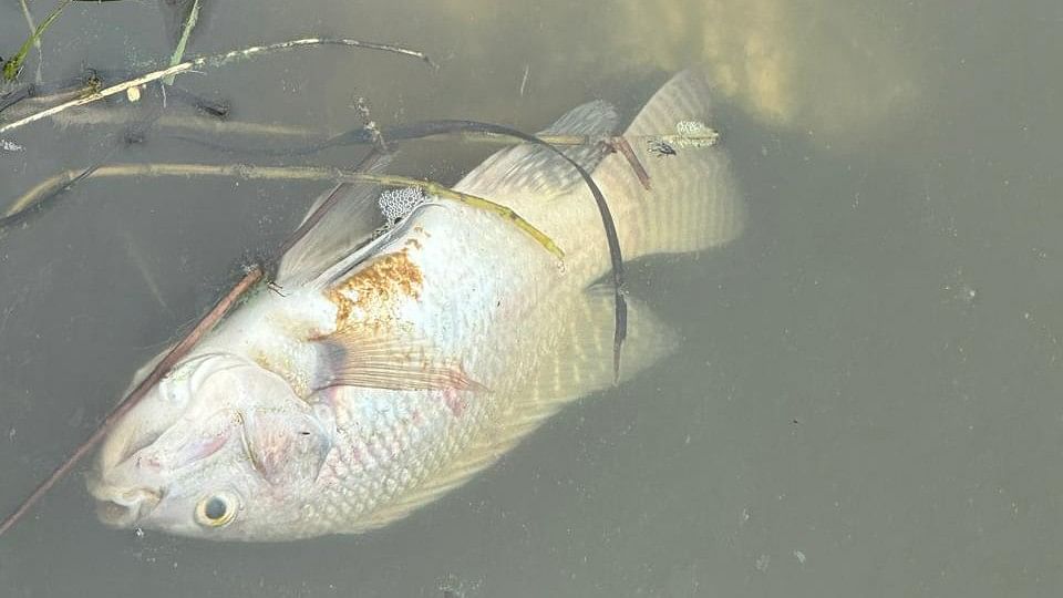 <div class="paragraphs"><p>Dead fish in Kannur Lake. </p></div>