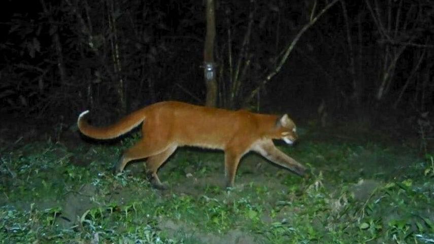 <div class="paragraphs"><p>The presence of the species has been reconfirmed with camera trap captures.</p></div>