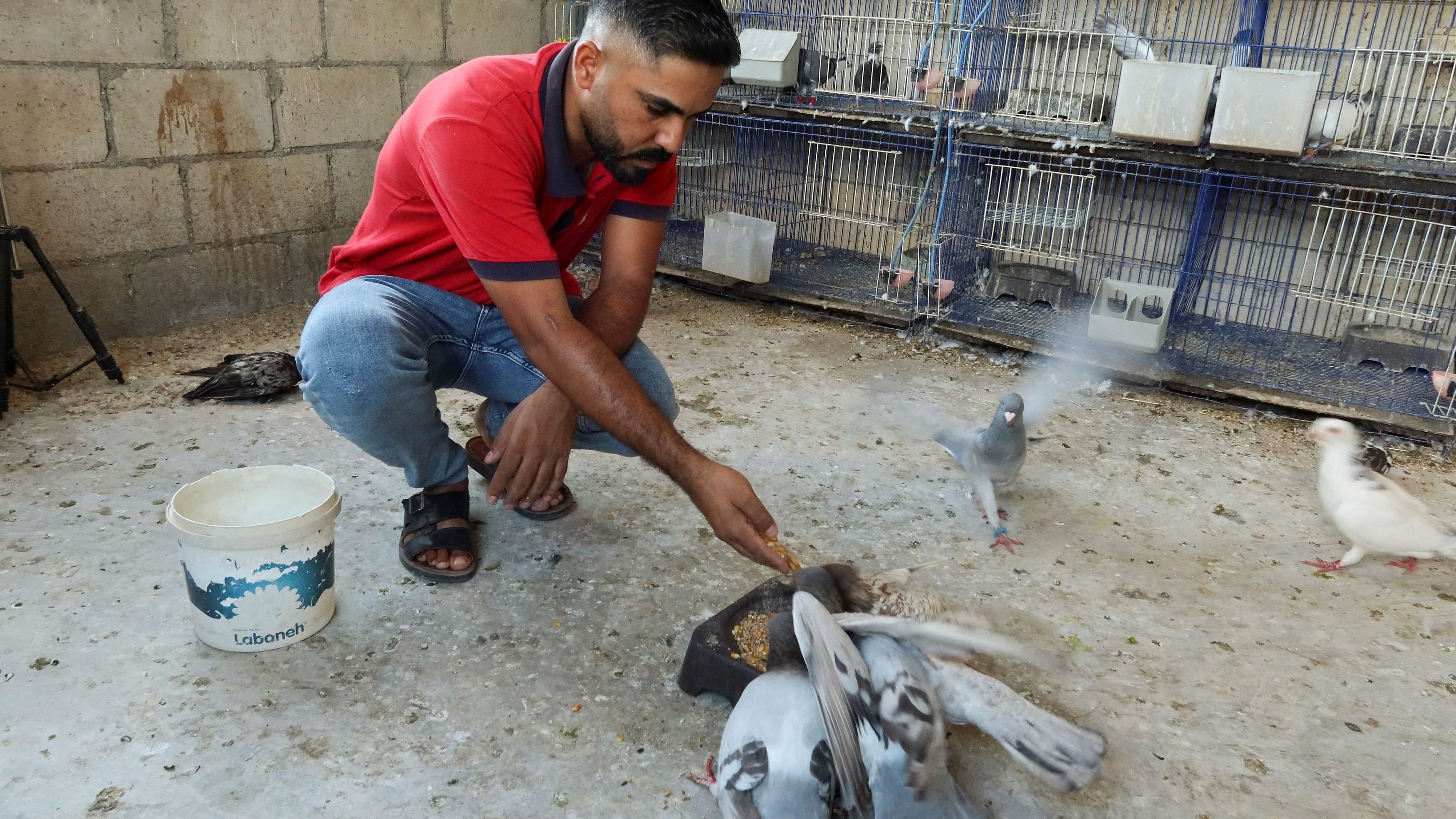 <div class="paragraphs"><p>Representative image for&nbsp;pigeon feeding.</p></div>