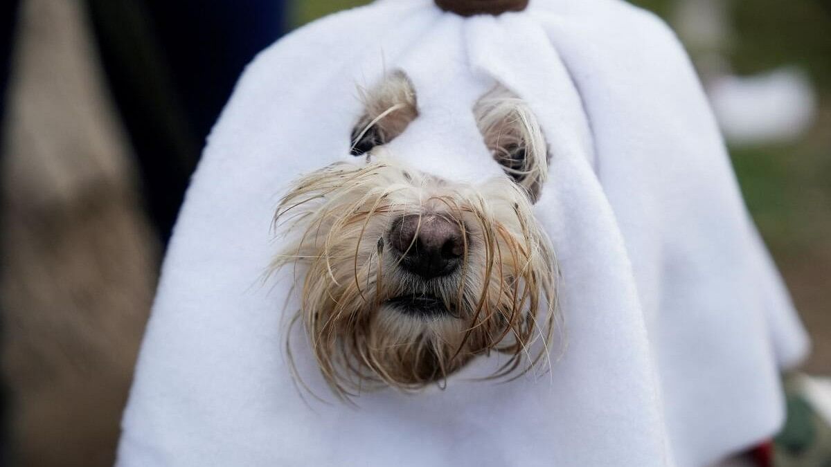 <div class="paragraphs"><p>A dog dressed in a Halloween costume participates in a pet costume competition, in Lima, Peru October 25, 2024. </p></div>