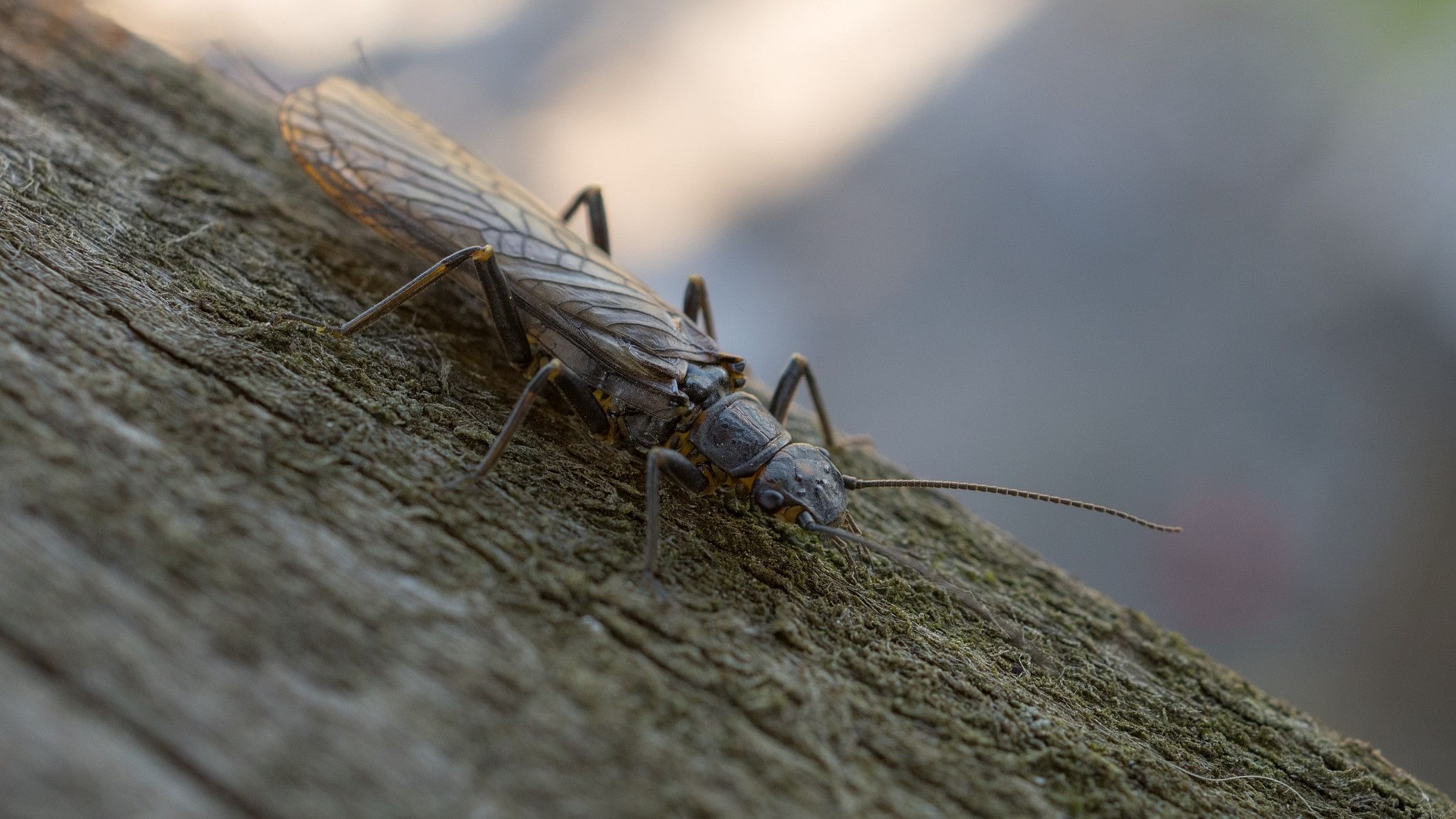 <div class="paragraphs"><p>Representative image of a Stonefly.&nbsp;</p></div>