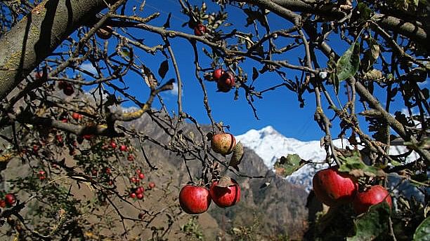 <div class="paragraphs"><p>Image showing an apple tree at a farm at Tolma village, Uttarakhand.</p></div>