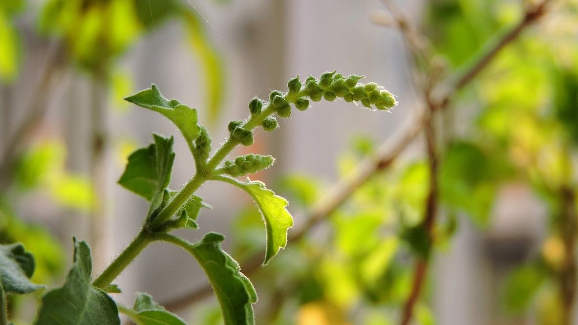 <div class="paragraphs"><p>Representative image of a Tulsi plant</p></div>