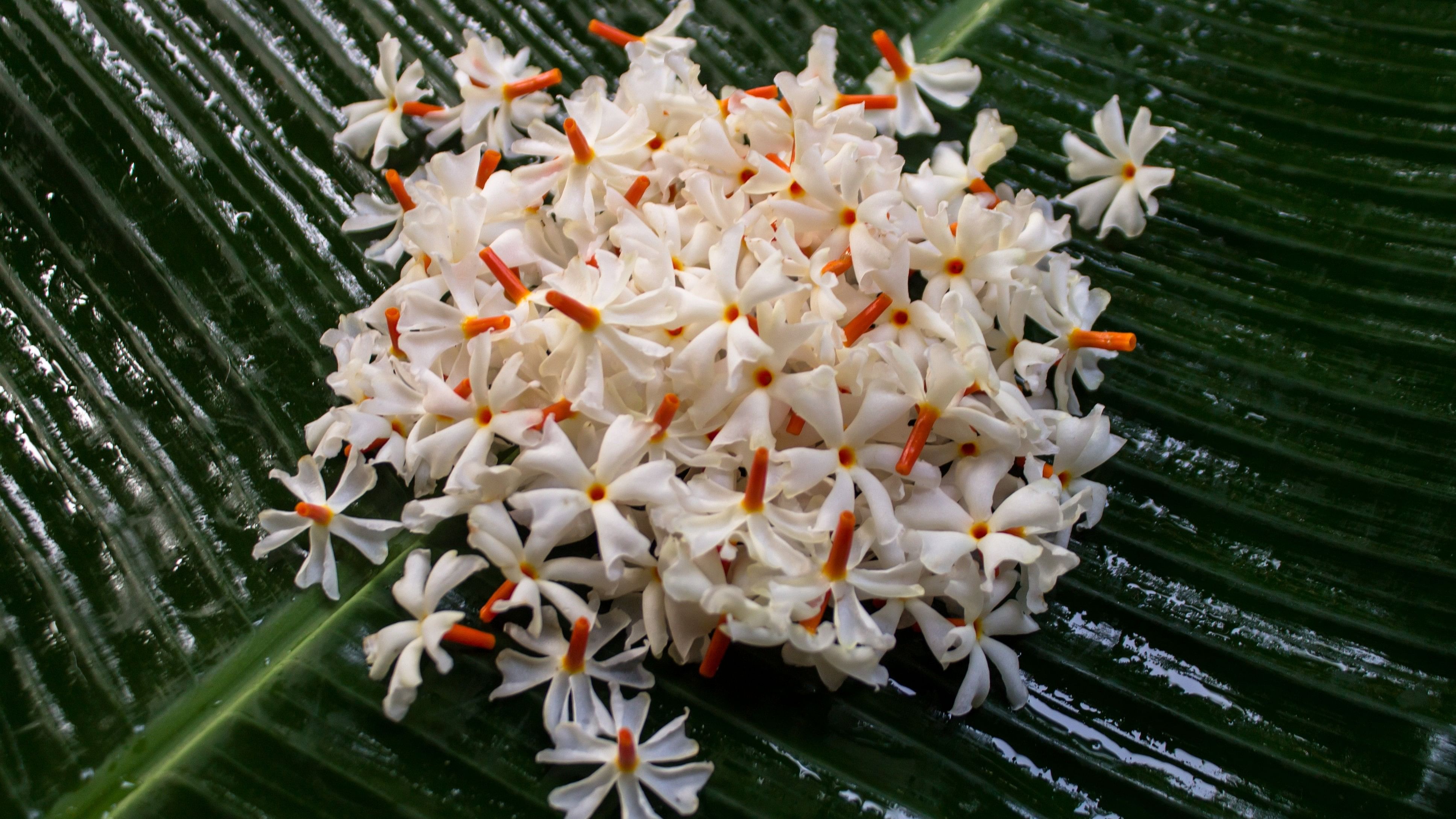 Nyctanthes arbor-tristis or Shuili Ful Flower