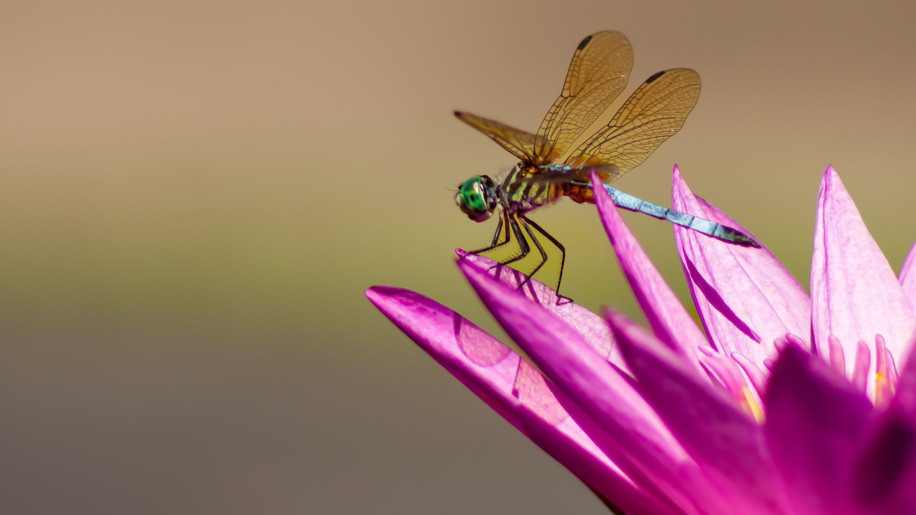 Dragonfly on a pink water lily
