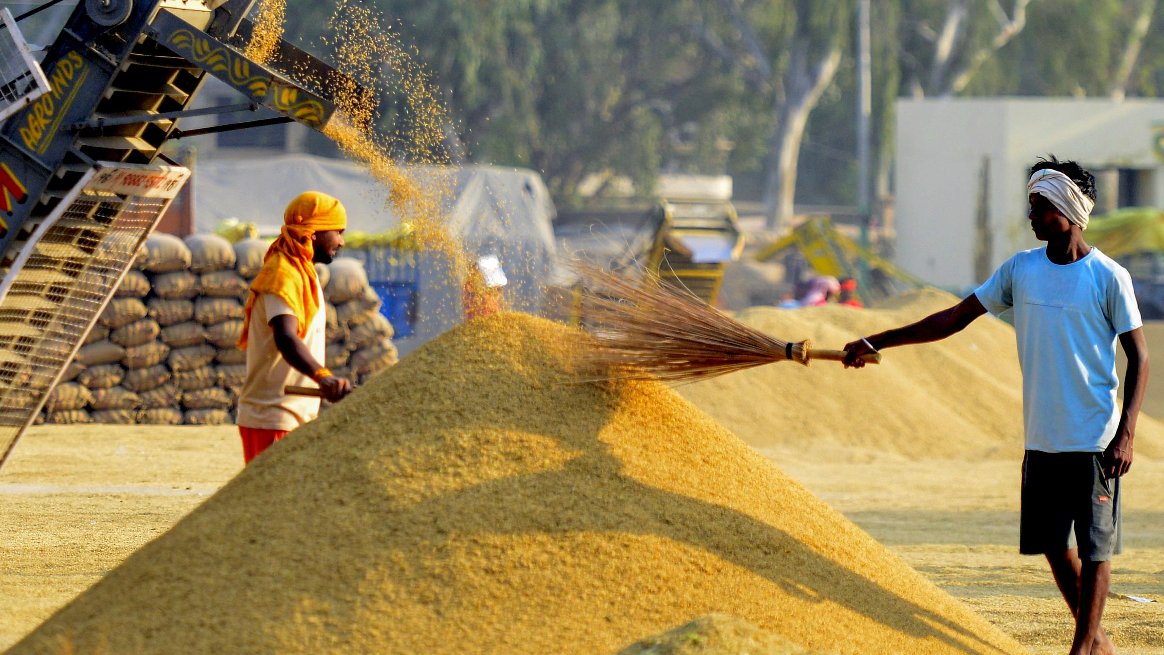 <div class="paragraphs"><p>Labourers work at paddy grain in Jalandhar.</p></div>