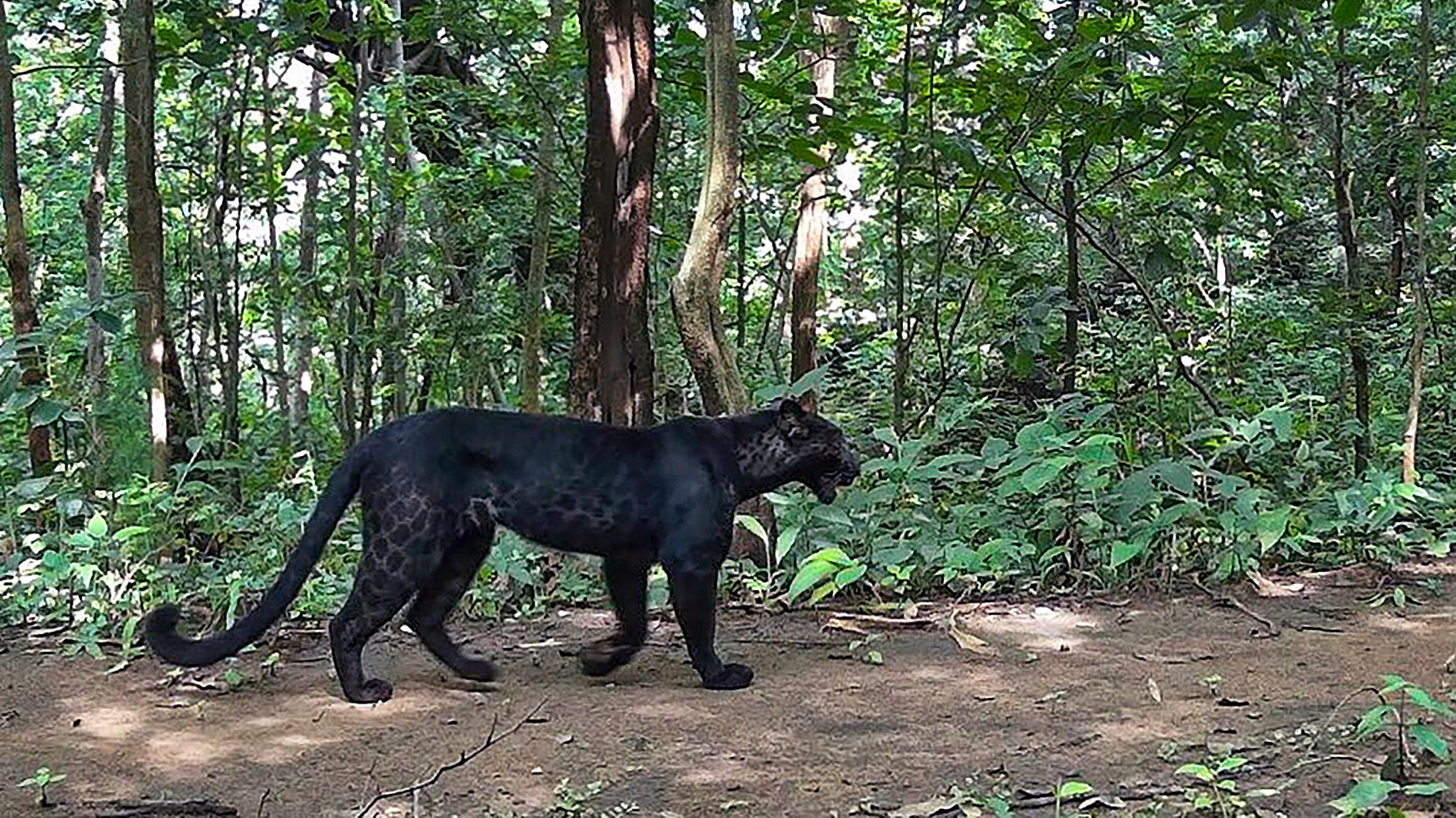 <div class="paragraphs"><p>A black leopard roams in a forest in Odisha. </p></div>