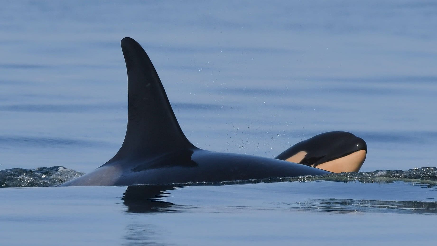 <div class="paragraphs"><p>An orca with its baby</p></div>