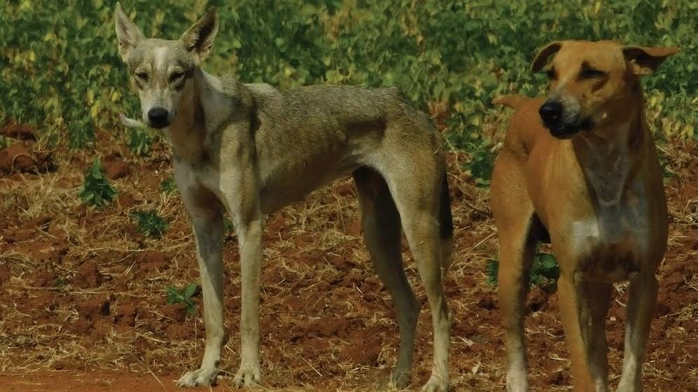 <div class="paragraphs"><p>The suspected wolf-dog hybrid (on the left) was recorded by the Bombay Natural History Society near Gajendragad of Gadag during one of their field visits.  </p></div>