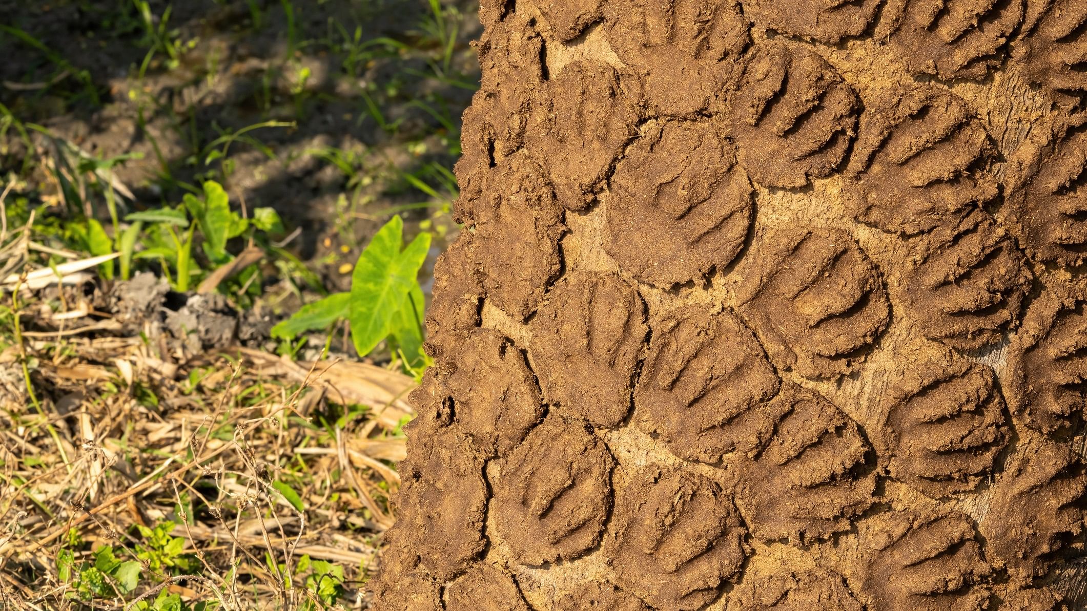 <div class="paragraphs"><p>Cow dung cakes. Image for representation.</p></div>