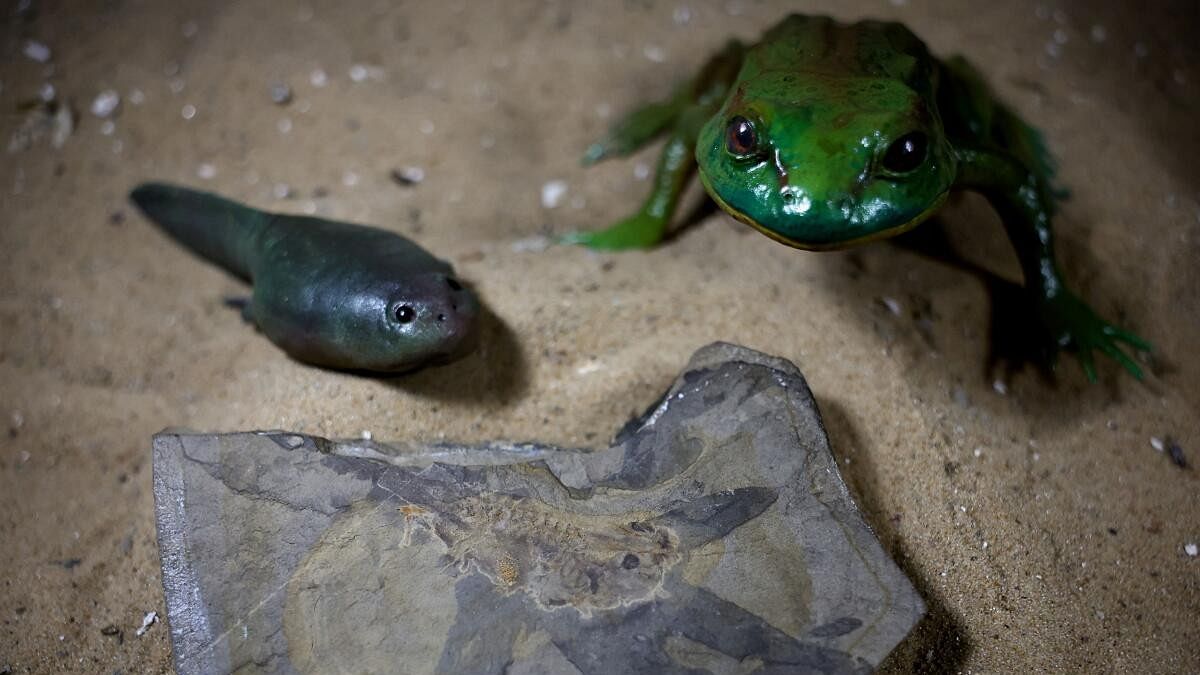 <div class="paragraphs"><p>A fossil of the world's oldest tadpole, which coexisted with dinosaurs in the Middle Jurassic about 165 million years ago, is pictured next to a 3D-printed representation of the tadpole and of a fully developed frog, in Buenos Aires, Argentina.</p></div>